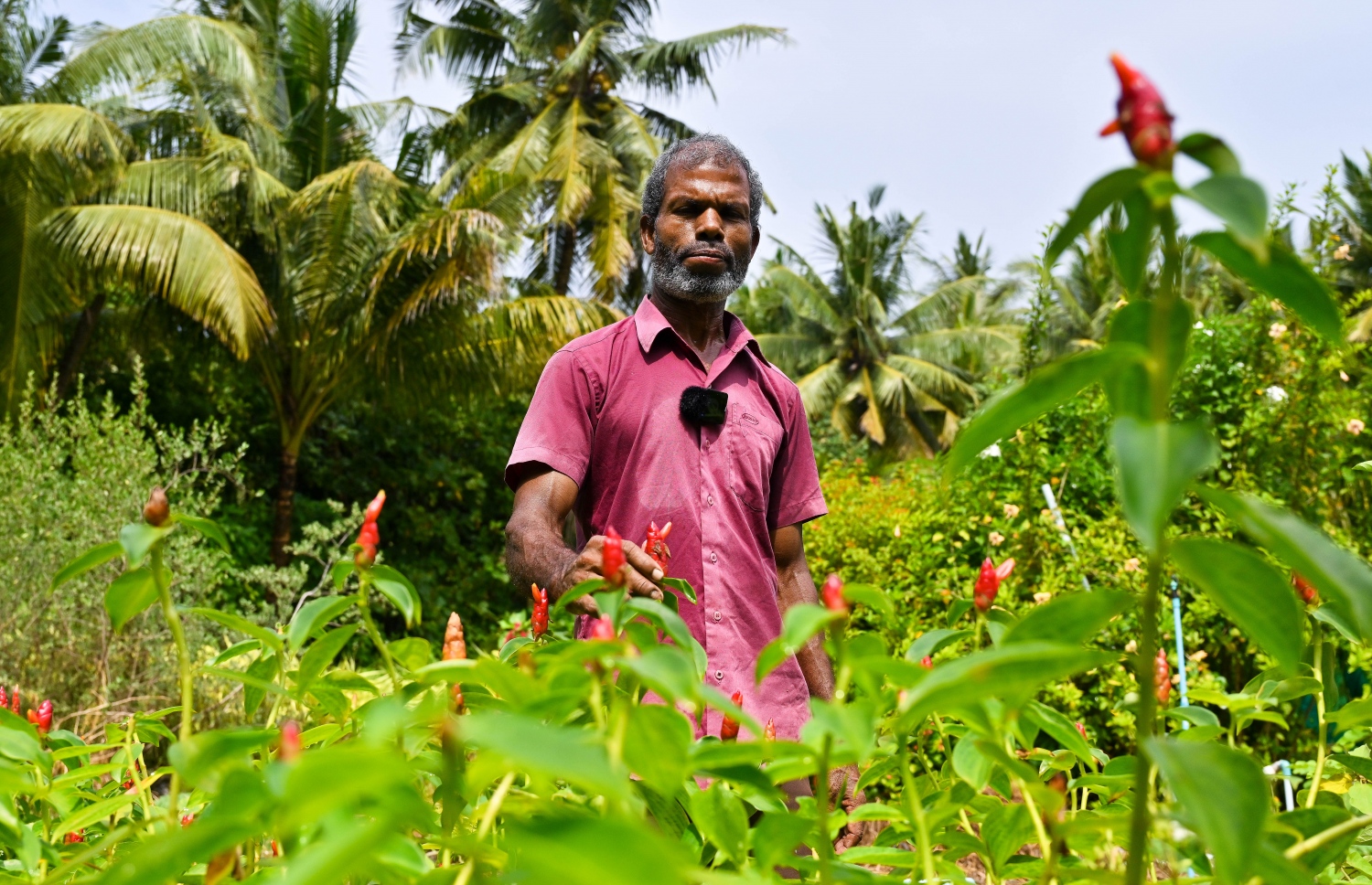 ށ. ފީވަކު، އަބްދުއްރަހްމާން ހަސަން "މިހާރު" އަށް އިންޓަވިއު ދެނީ: އޭނާ އާމްދަނީ ހޯދަނީ މާ ގަހާއި ބަގީޗާ ގަސް ވިއްކައިގެން.-- ފޮޓޯ: ފަޔާޒް މޫސާ | މިހާރު
