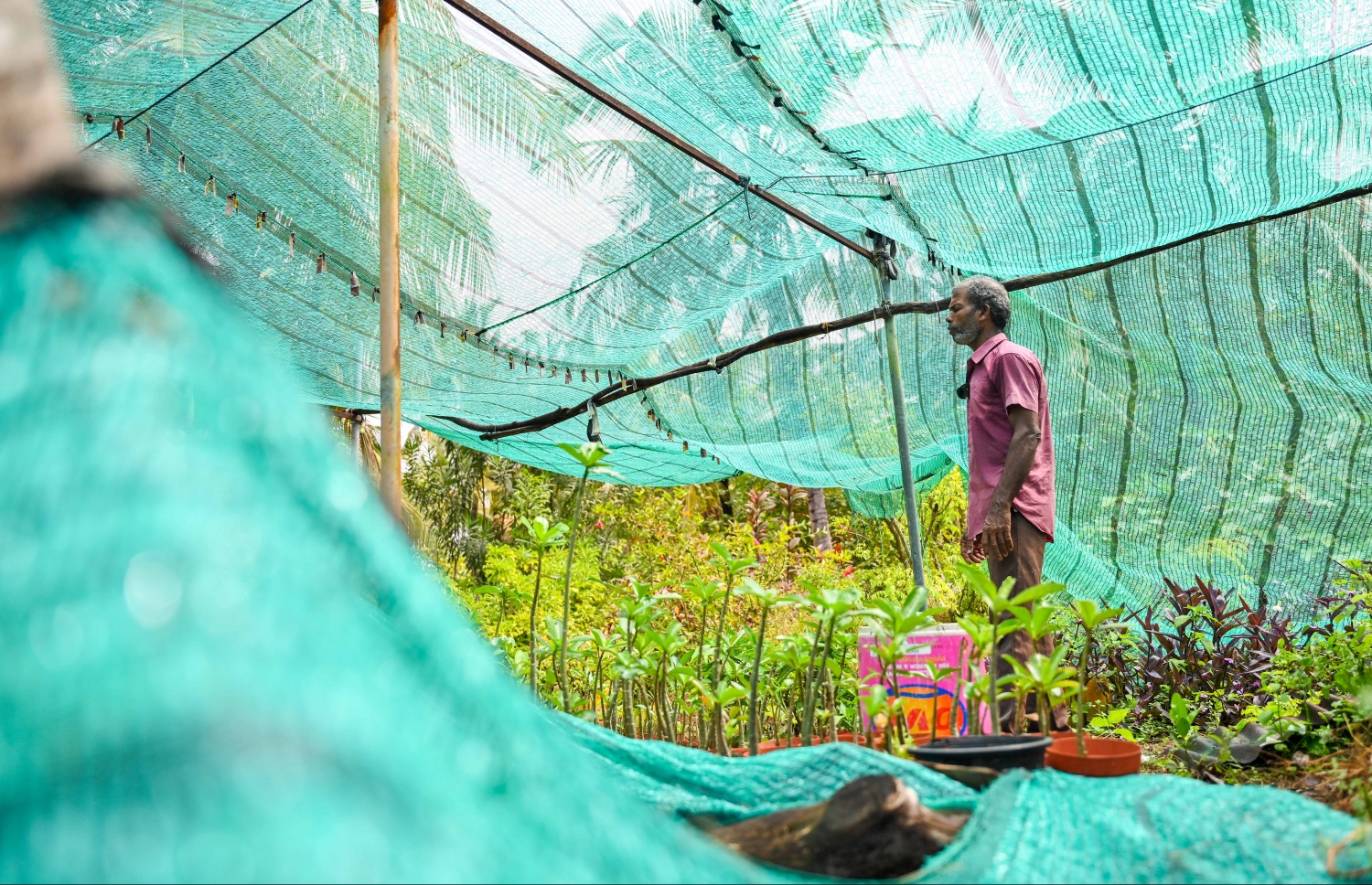 ށ. ފީވަކު، އަބްދުއްރަހްމާން ހަސަން "މިހާރު" އަށް އިންޓަވިއު ދެނީ: އޭނާ އާމްދަނީ ހޯދަނީ މާ ގަހާއި ބަގީޗާ ގަސް ވިއްކައިގެން.-- ފޮޓޯ: ފަޔާޒް މޫސާ | މިހާރު