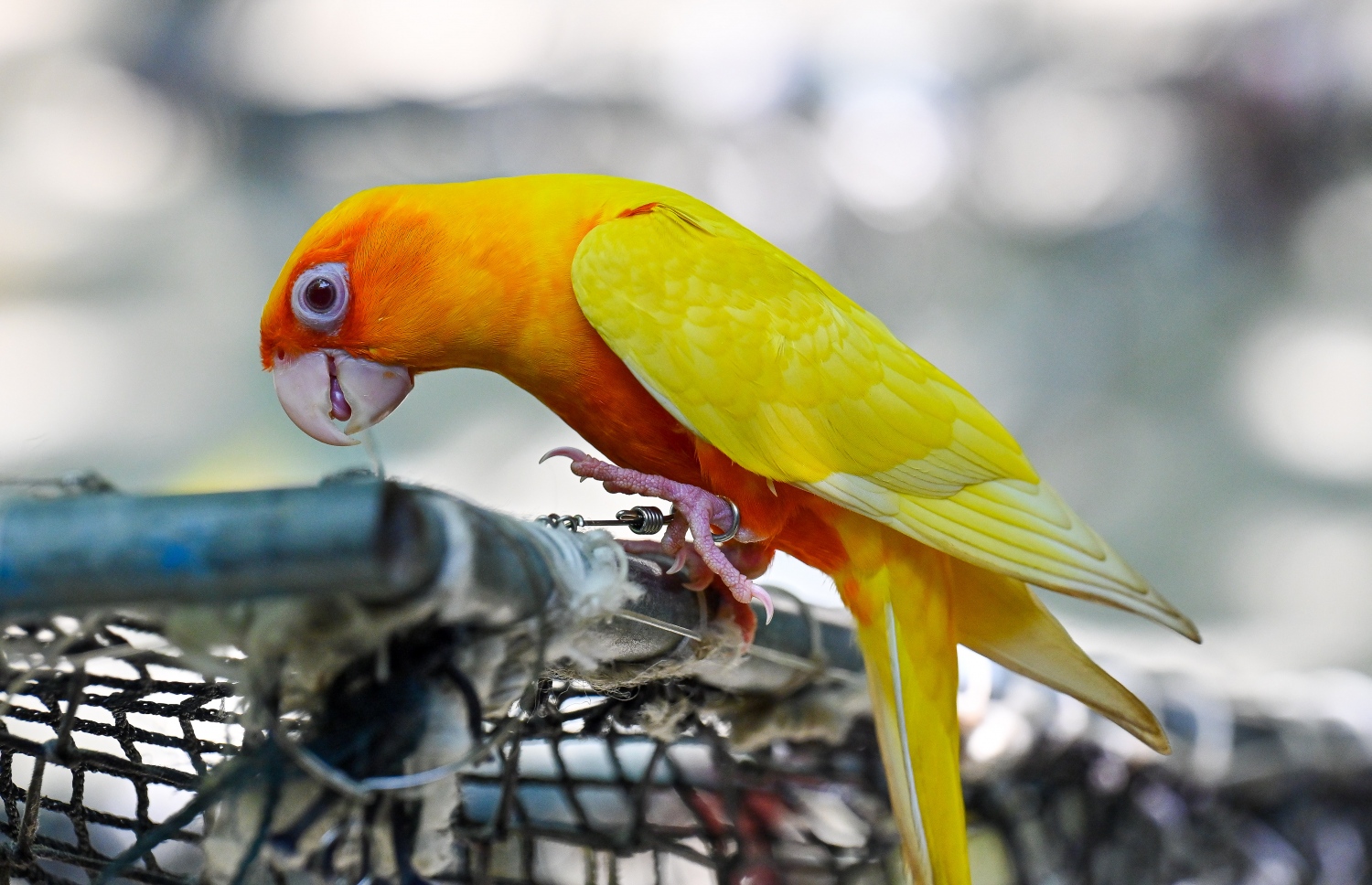 ތ. ވޭމަންޑޫގައި ދޫނި ގެންގުޅޭ އިބްރާހިމް މުހައްމަދުގެ ގޭ ގޯތިތެރޭ ހުރި ޖޯއްޔެއްގައި އޭނާގެ ހާއްސަ ދޫނި އިށީނދެލައިގެން. -- ފޮޓޯ: ފަޔާޒް މޫސާ | މިހާރު