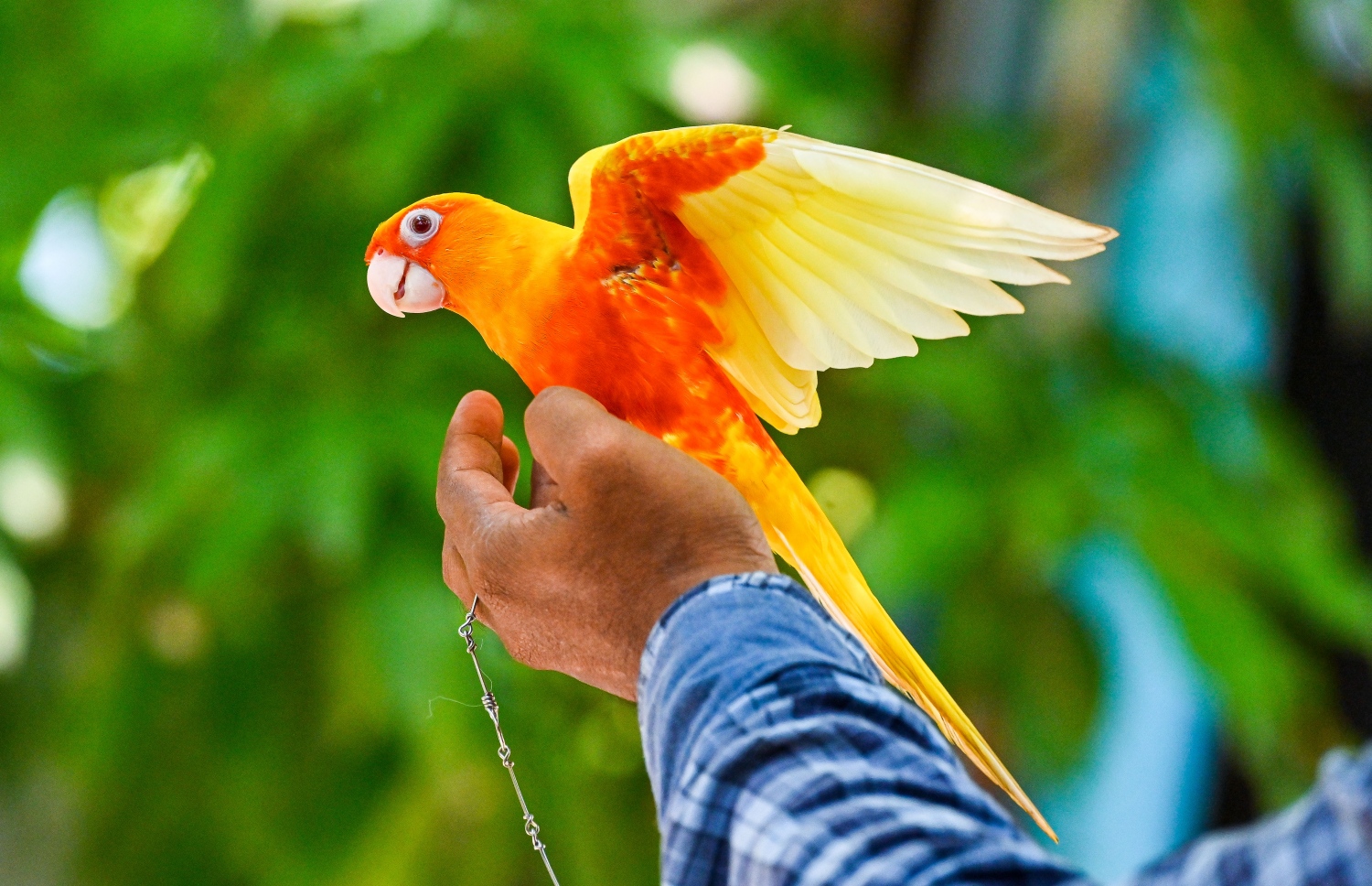 ޖެންޑޭ ކޮނިއުއާގެ ލުޓީނޯ.  -- ފޮޓޯ: ފަޔާޒް މޫސާ | މިހާރު