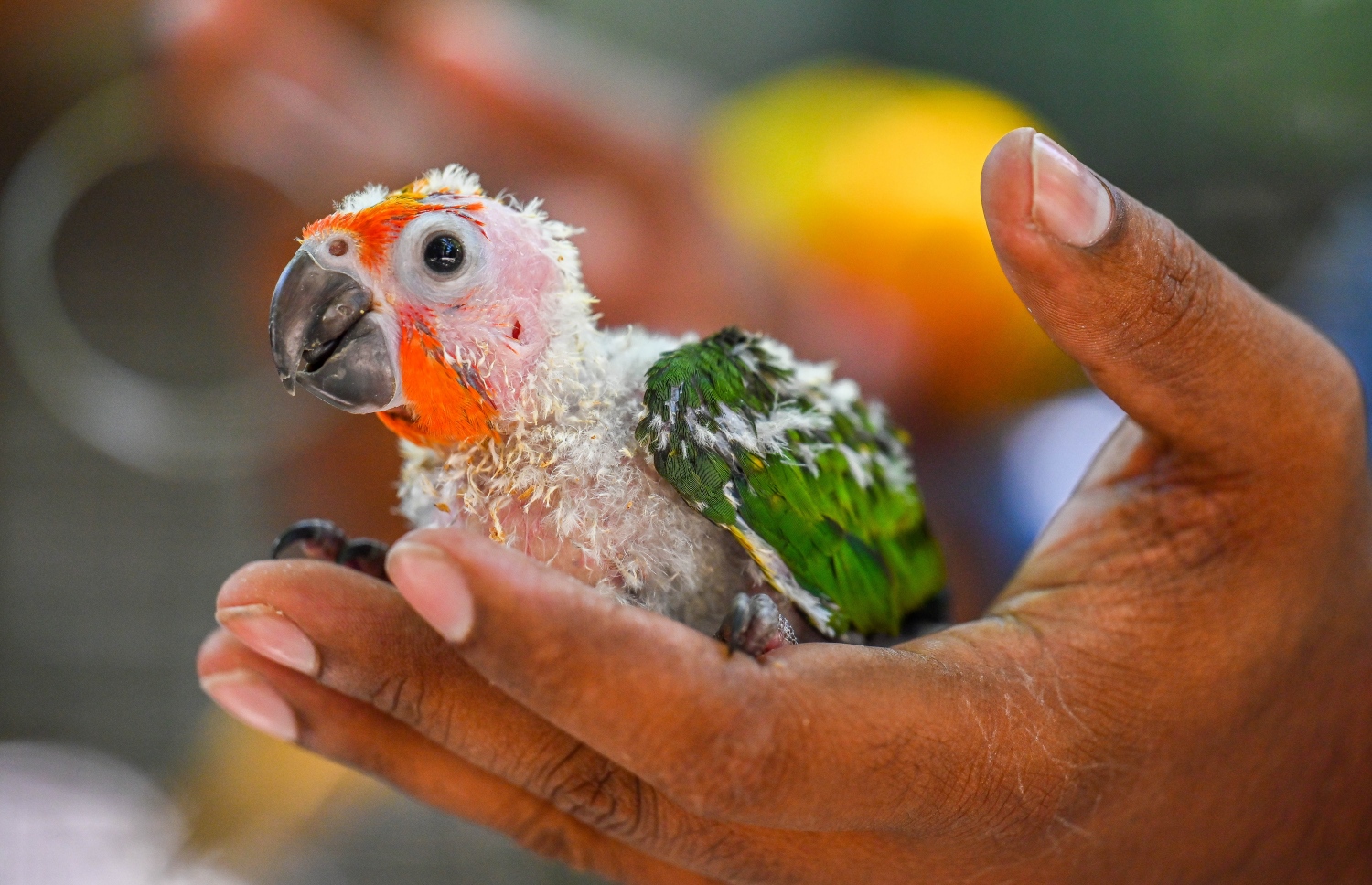 ދުނިޔޭގައި ވަރަށް ނާދިރު ޖެންޑޭ ކޮނިއުއާގެ ލުޓީނޯ އުފަންވި އޭގެ ޖޯޑަށް އެންމެ ފަހުން ލިބުނު ދޫނިތަކުގެ ތެރެއިން ދޫންޏެއް ދައްކާލަނީ. މި ދޫނިތަކުގެ ތެރޭގައި ހުރީ މުޅިން ވެސް އާދައިގެ ޖެންޑޭ ކޮނިއުއާ. -- ފޮޓޯ: ފަޔާޒް މޫސާ | މިހާރު