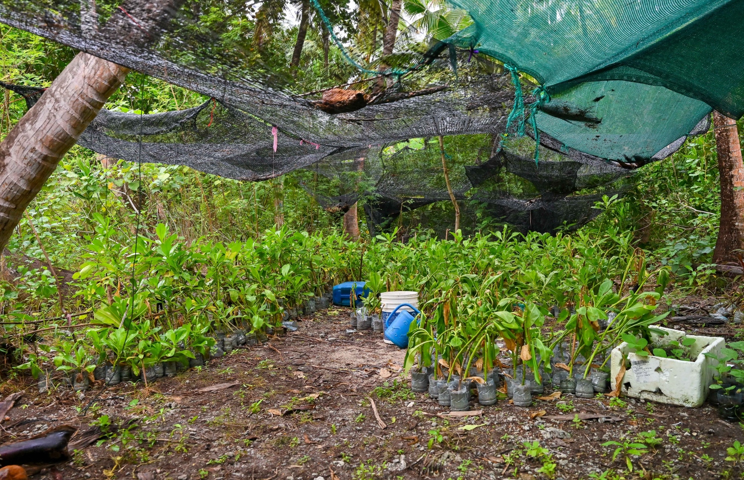 ފީވަކުގެ ގެއެއްގައި ވިއްކަން މަގޫ ގަސް ހައްދައިފައި: މިއީ ޑިމާންޑް ބޮޑު ވިޔަފާރިއެއް.-- ފޮޓޯ: ފަޔާޒް މޫސާ | މިހާރު