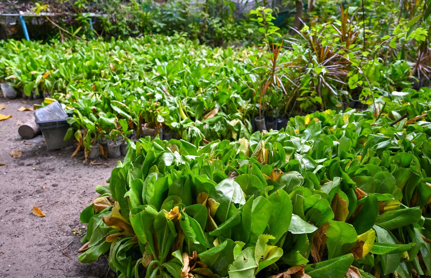 ފީވަކުގެ ގެއެއްގައި ވިއްކަން މަގޫ ގަސް ހައްދައިފައި: މިއީ ޑިމާންޑް ބޮޑު ވިޔަފާރިއެއް.-- ފޮޓޯ: ފަޔާޒް މޫސާ | މިހާރު