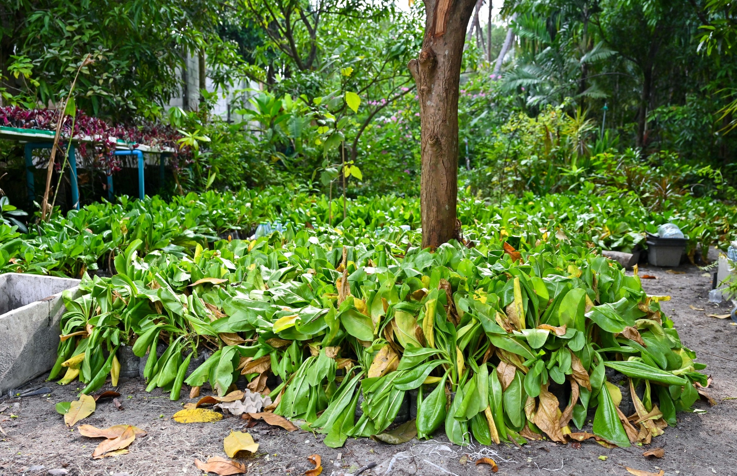 ފީވަކުގެ ގެއެއްގައި ވިއްކަން މަގޫ ގަސް ހައްދައިފައި: މިއީ ޑިމާންޑް ބޮޑު ވިޔަފާރިއެއް.-- ފޮޓޯ: ފަޔާޒް މޫސާ | މިހާރު