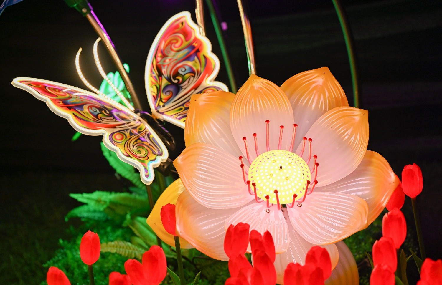 ފިތުރު އީދަށް ހުޅުމާލޭގެ އެކި ސަރަހައްދުތައް ދިއްލާފައިވާ ބޮކިތަކުގެ ތެރެއިން ސެންޓްރަލް ޕާކުގައި ހުރި، ހަރަކާތްކުރާ ގޮތަށް ހުރި ކޮކާލާއި މާތައް. -- ފޮޓޯ: ނިޝާން އަލީ | މިހާރު