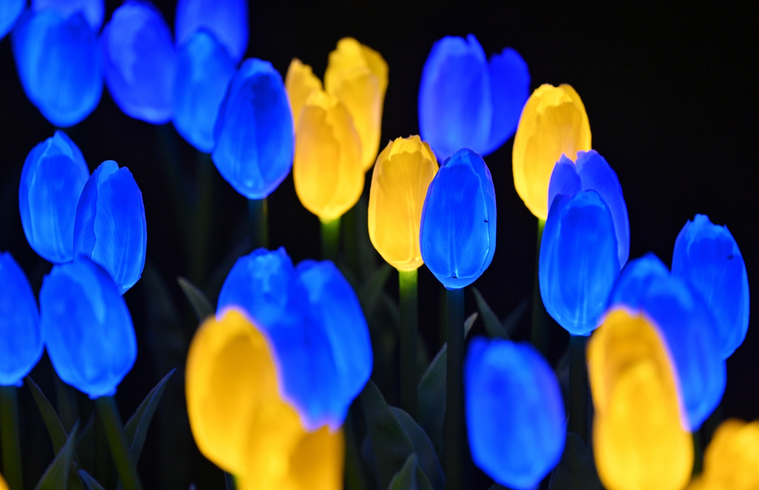 ފިތުރު އީދަށް ހުޅުމާލޭގެ އެކި ސަރަހައްދުތަކުގައި ދިއްލާފައި ހުރި ބޮކިތަކުގެ ތެރެއިން، ސެންޓްރަލް ޕާކްގައި ހުރި ދިއްލޭ ޓިއުލިޕް މާތަކެއް. -- ފޮޓޯ: ނިޝާން އަލީ | މިހާރު