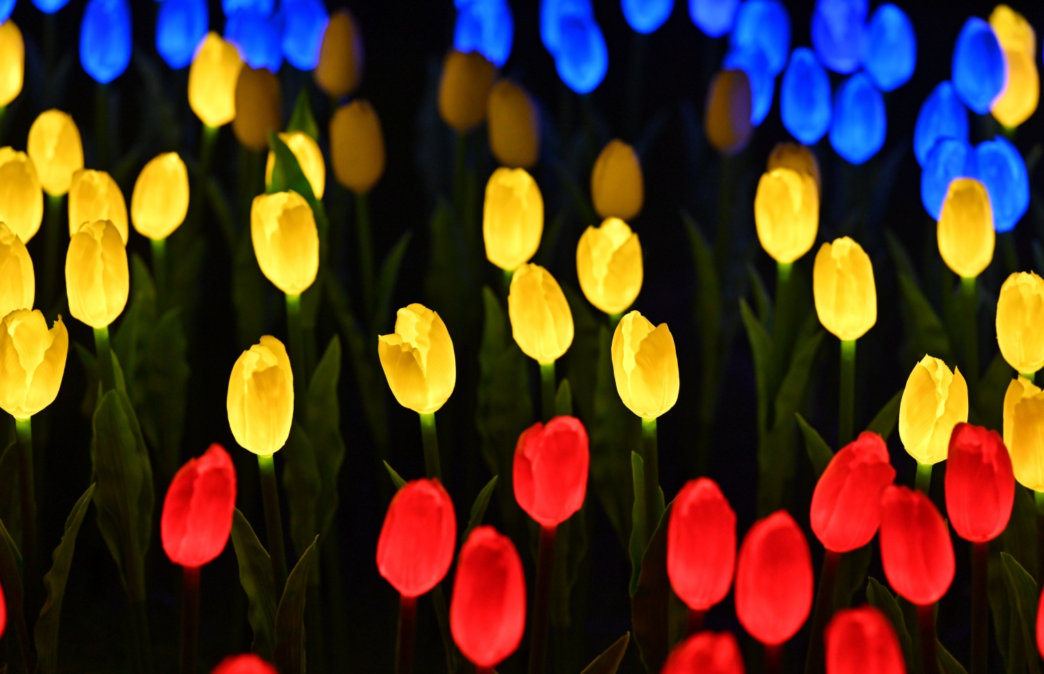 ފިތުރު އީދަށް ހުޅުމާލޭގެ އެކި ސަރަހައްދުތަކުގައި ހަރުކުރި ބޮކިތަކުގެ ތެރެއިން ދިއްލޭ ޓިއުލިޕް މާތަކެއް. -- ފޮޓޯ: ނިޝާން އަލީ | މިހާރު