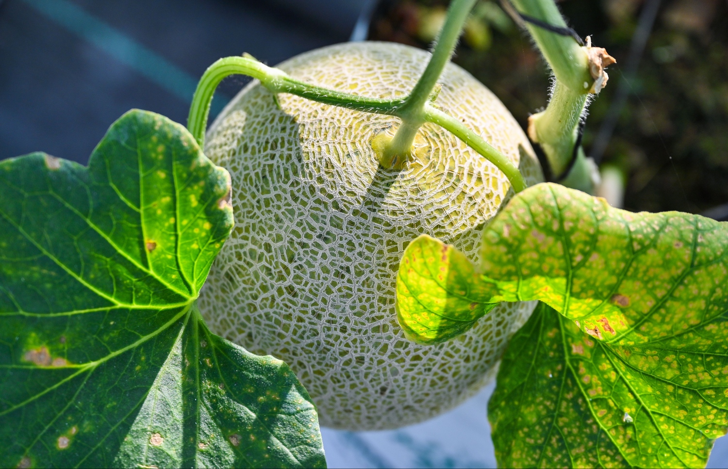 ށ. ގޮއިދޫގައި ހުންނަ ގްރީން ހައުސްގައި ހައްދާފައިވާ މެލަންއެއް.-- ފޮޓޯ: ފަޔާޒް މޫސާ | މިހާރު