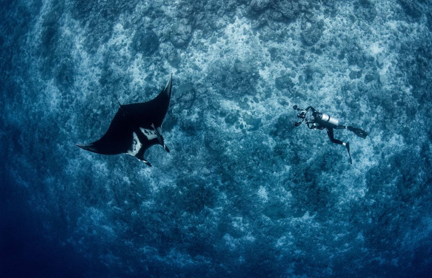 އޯޝެނިކް މަންތާ ރޭއެއް ކައިރީގައި މީހަކު ޑައިވް ކުރަނީ.-- ފޮޓޯ: ސައިމަން ހިލްބޯން