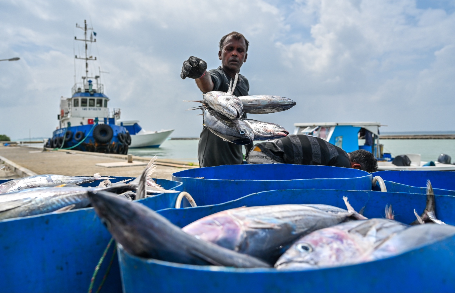 މަސްތަކެއް ދޯނިން ބައިލަނީ. މަހުގެ އަގު މިހާރު ކަނޑައަޅަނީ ދުނިޔޭގެ ބާޒާރުގައި ލިބޭ އަގަށް ބިނާކޮށް -- ފޮޓޯ: މިހާރު