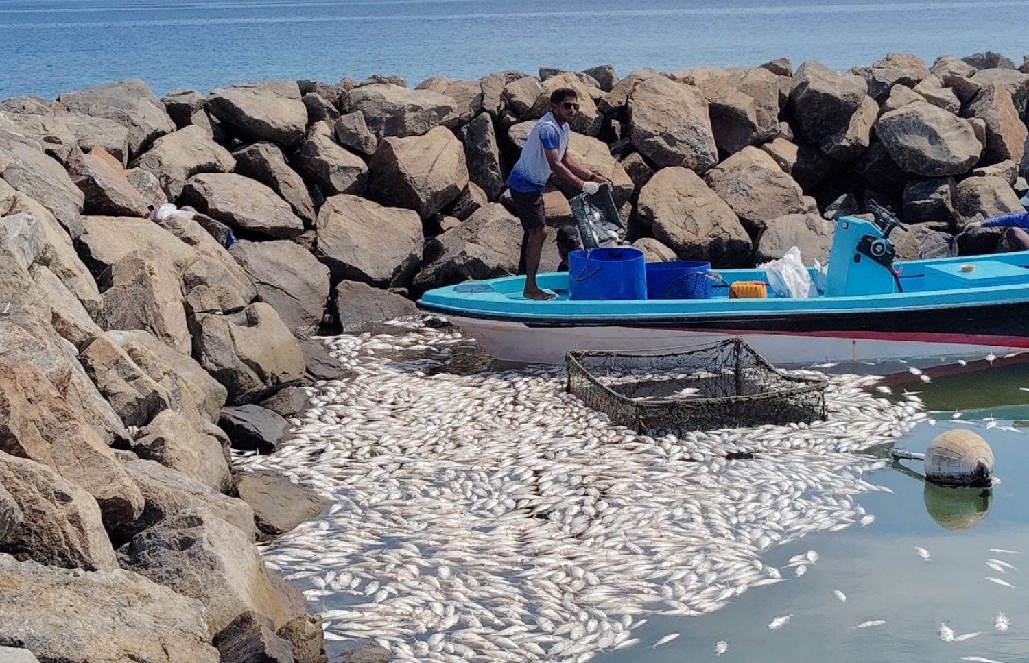 ވައިކަރަދޫ ފަޅުތެރޭގައި މުށިމަސްތައް މަރުވެ ކުނިވެފައި - ފޮޓޯ: ފޭސްބުކް