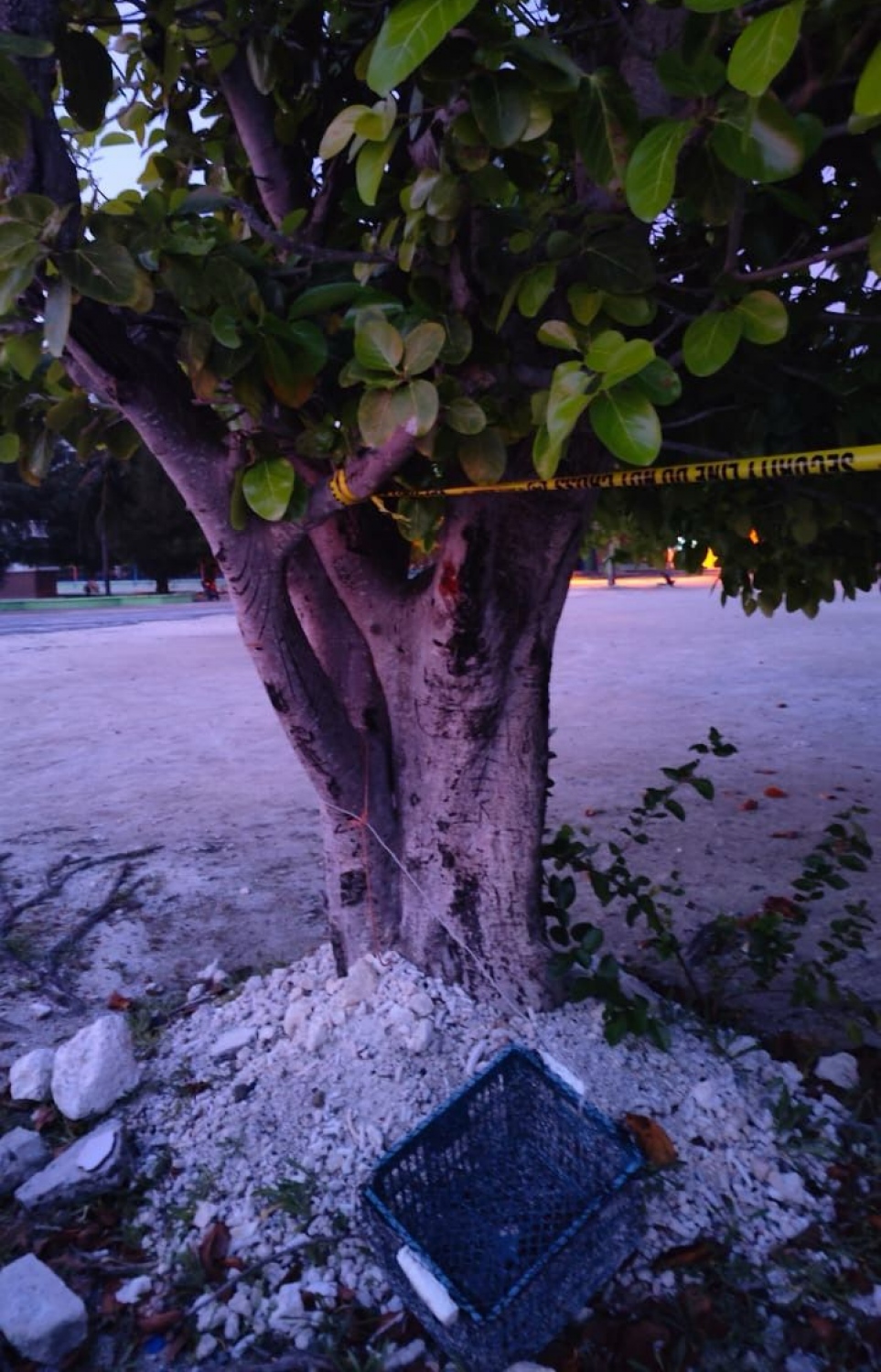 ސިހުރު ހަދާފައި ހުރި ކަމަށް ބެލެވޭ ގަހެއް--