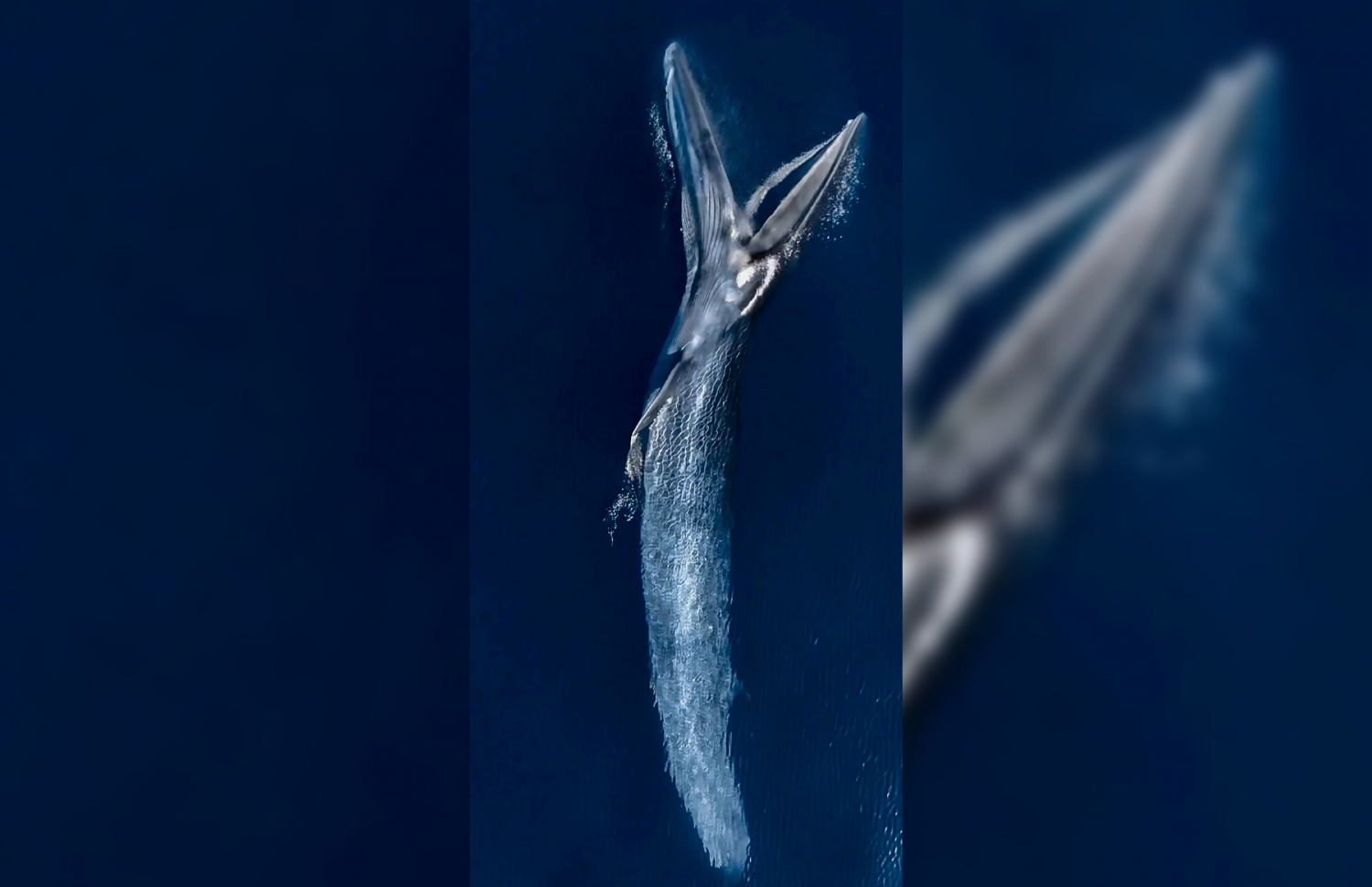 ވ. އަތޮޅުން ފެނުނު ބޮޑުމަހުގެ ބާވަތެއް ކަމަށްވާ "ބްލޫ ވޭލް".-- ފޮޓޯ: މުހައްމަދު ނަވާޒްނުނު ބޮ