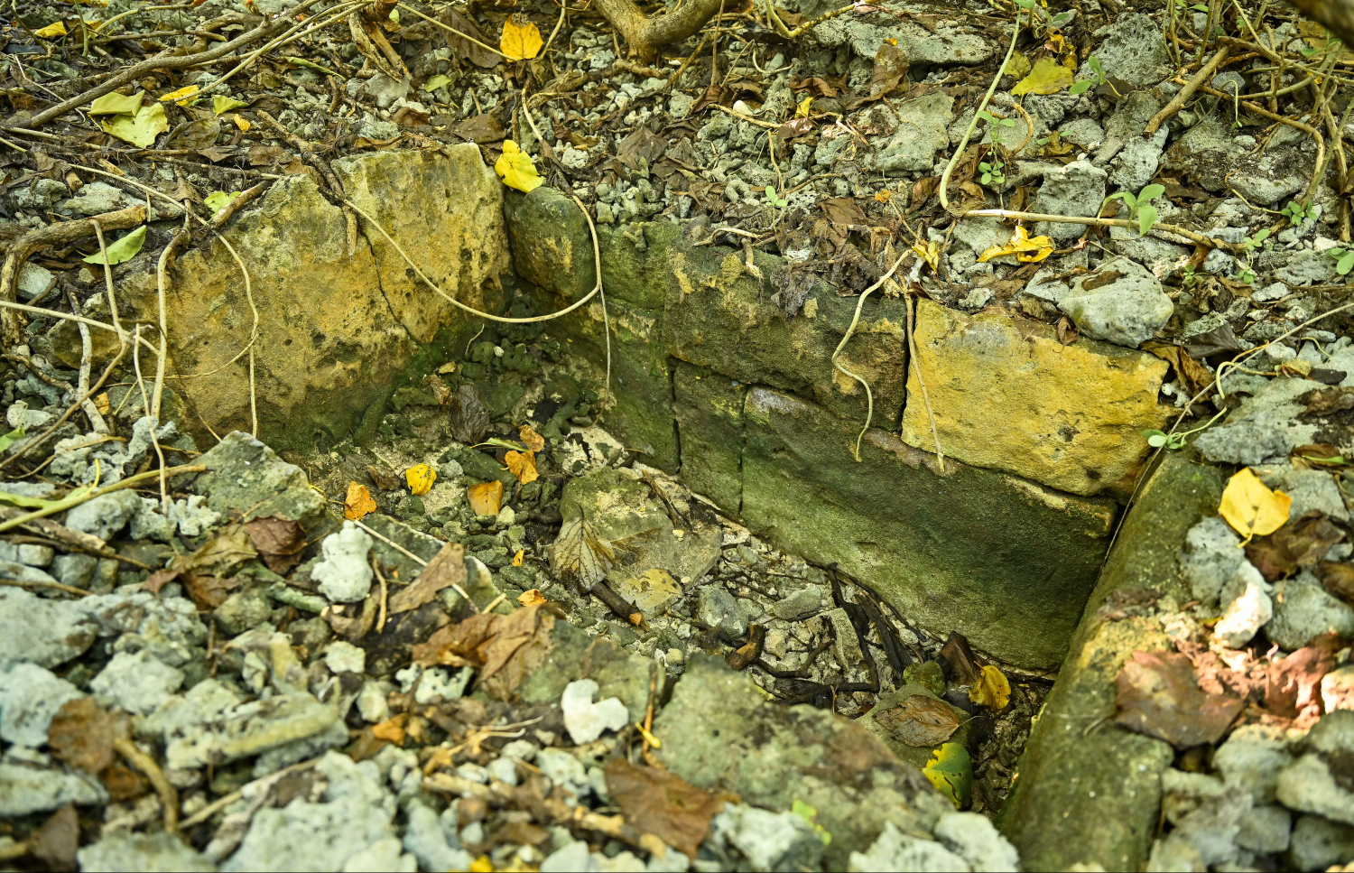 ށ. ކުޑަދޫގައި ހުންނަ ފީބޯވަޅު މިހާރު ފެންނަން ހުރި ގޮތް.-- ފޮޓޯ: ފަޔާޒް މޫސާ | މިހާރު