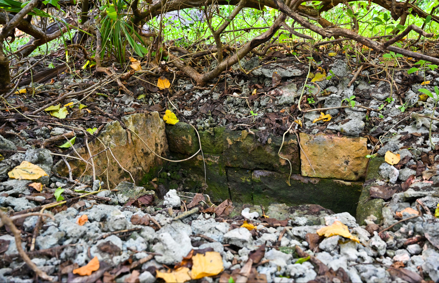 ށ. ކުޑަދޫގައި ހުންނަ ފީބޯވަޅު މިހާރު ފެންނަން ހުރި ގޮތް.-- ފޮޓޯ: ފަޔާޒް މޫސާ | މިހާރު