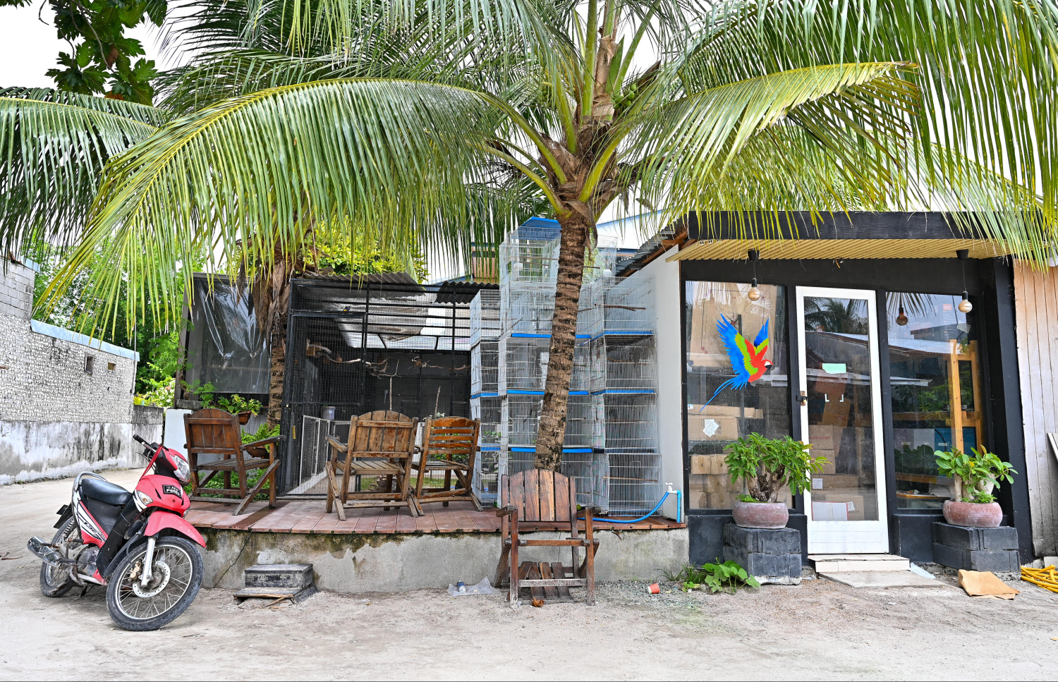 ވެޔޮ އާއިލާގެ ދޫނި ވިޔަފާރިއަށް ކޮށިތައް ހަދާފައި. -- ފޮޓޯ: ފަޔާޒު މޫސާ/ މިހާރު