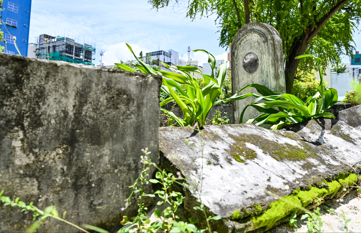 މާފަންނު ސަހަރާ: އެ ސަހަރާގައި ހުރި ގަބުރުތައް ނަގައި އެތަން އެއްކޮށް ހުސްކޮށްދޭނެ ބަޔަކު ހޯދަން ވަނީ އިއުލާންކޮށްފައި.-- ފޮޓޯ: ފަޔާޒް މޫސާ | މިހާރު