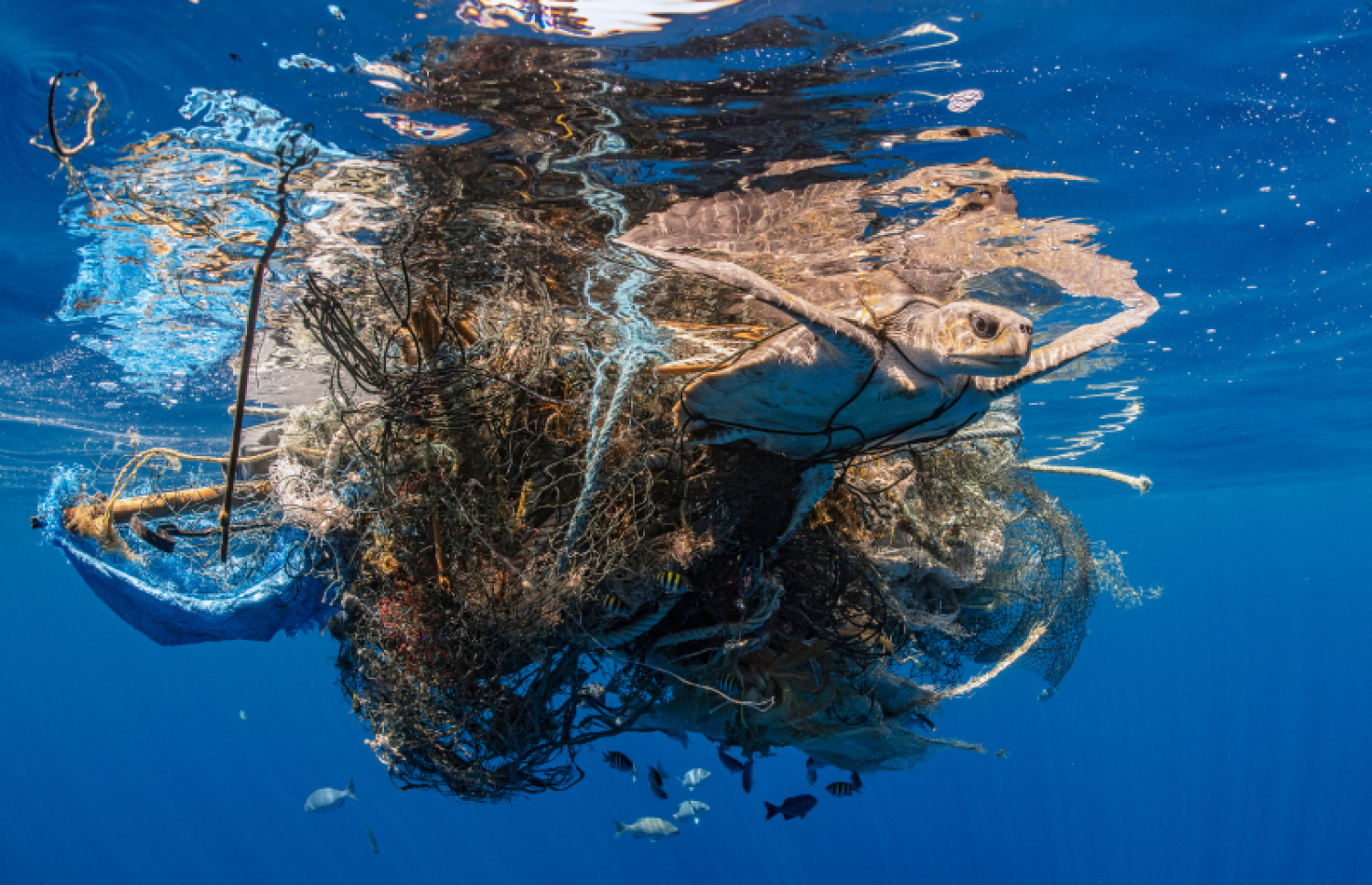 ވެލައެއް ދަލެއްގައި އޮޅިފައި: ދުނިޔޭގެ ކަނޑުގައި ހުރި ޕްލާސްޓިކް ކުނީގެ 10 ޕަސެންޓަކީ މަސްވެރިކަމަށް ބޭނުންކުރާ ދާ ކަމަށް ކުރިން ކޮށްފައިވާ ދިރާސާތަކުން ދައްކަ.-- ފޮޓޯ: ސޮނެވާ