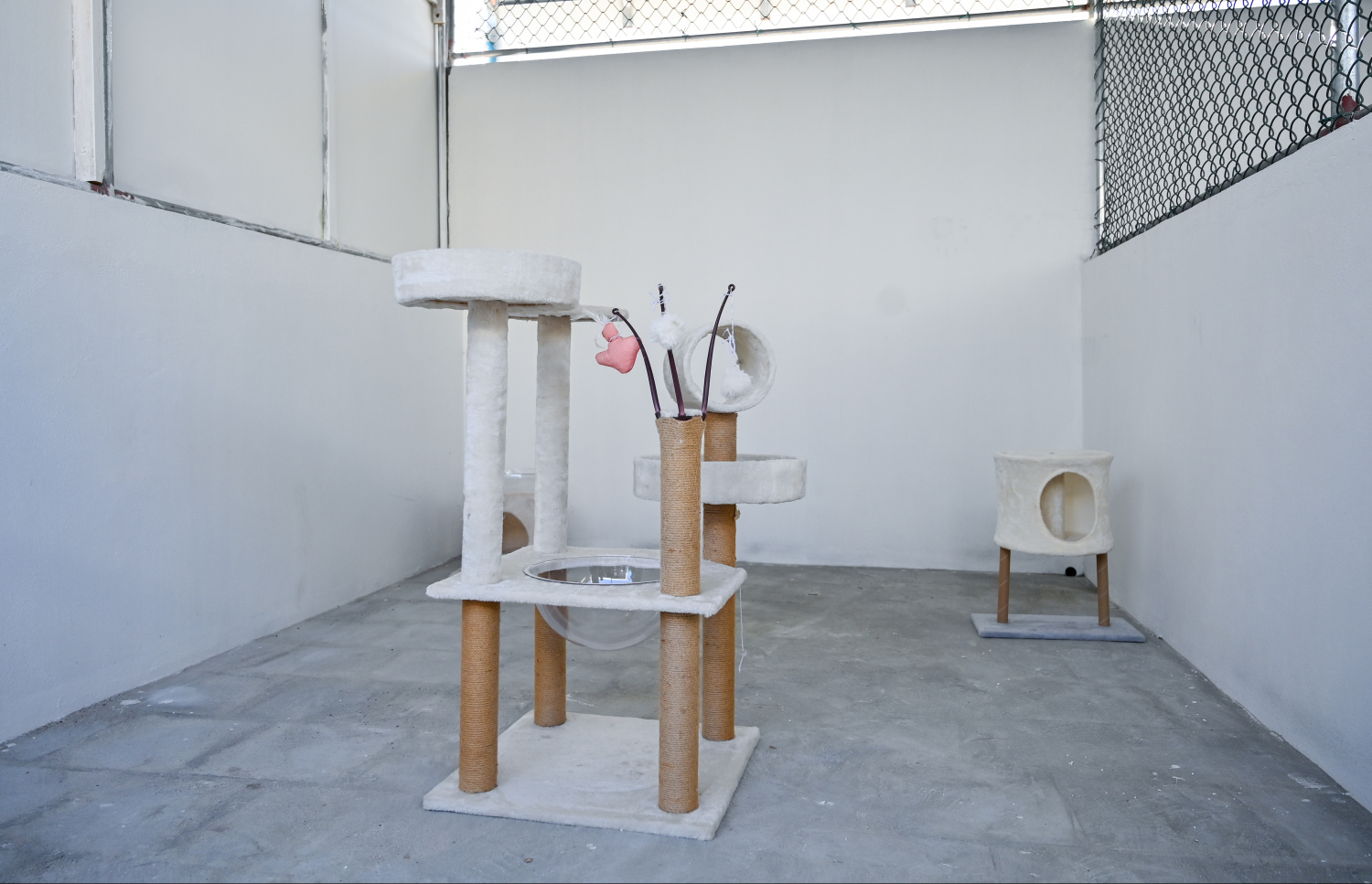 ބުޅާ ފެސިލިޓީގައި ބުޅާތައް ދުވެ އުޅެވޭ ސަރަހައްދެއް، މާލޭ ސިޓީ ކައުންސިލުން ވަނީ މިތަނުގައި މަސައްކަތް ކުރާނެ ޑޮކްޓަރުންނާއި ނަރުހުން ހޯދަން އިއުލާން ކޮށްފައި- ފޮޓޯ: ފަޔާޒު މޫސާ | މިހާރު