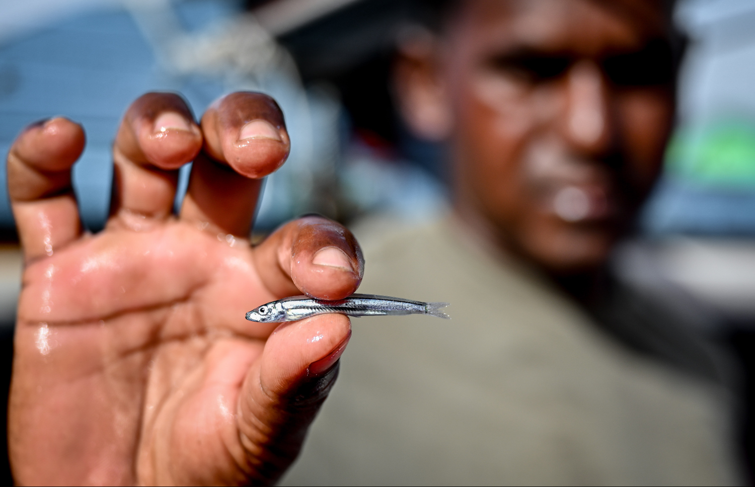 އެންމެ ގިނައިން ބޭނުންކުރާ އެމުގެ ބާވަތް ކަމަށްވާ ރެއްސެއް ދައްކާލަނީ: މާރުކޭޓުގައި ކޮންމެ ދުވަހަކުވެސް ރެހި ވިއްކަން ހުރޭ