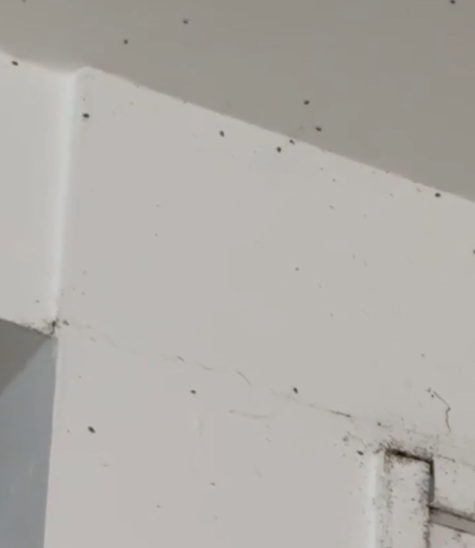 ގުރައިދޫ މަރުކަޒުގެ ފާރުގައި މަކުނުތައް ދުވަނީ.