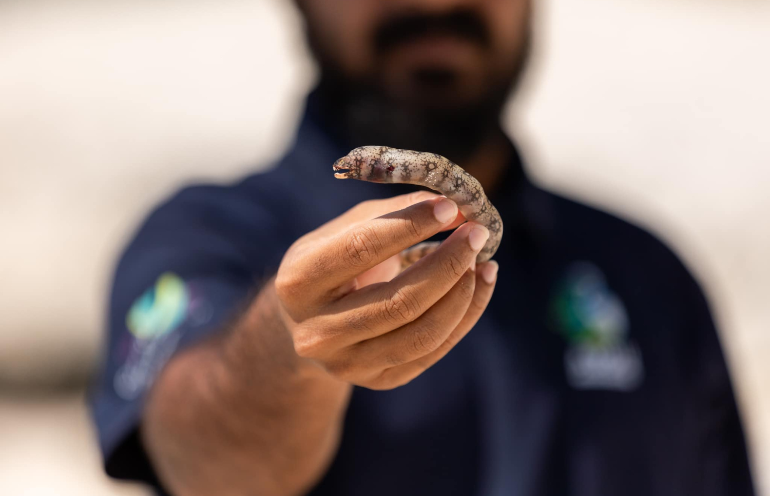 އައްޑޫ ކިނބިވައު ސަރަހައްދަށް މަރުވެގެން ލައްގާފައި އޮތް ދިރުމެއް.-- ފޮޓޯ: އައްޑޫ ނޭޗާ ޕާކް