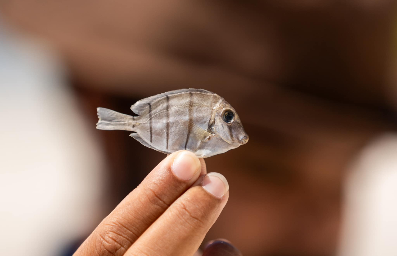 އައްޑޫ ކިނބިވައު ސަރަހައްދަށް މަރުވެގެން ލައްގާފައި އޮތް މަހެއް.-- ފޮޓޯ: އައްޑޫ ނޭޗާ ޕާކް