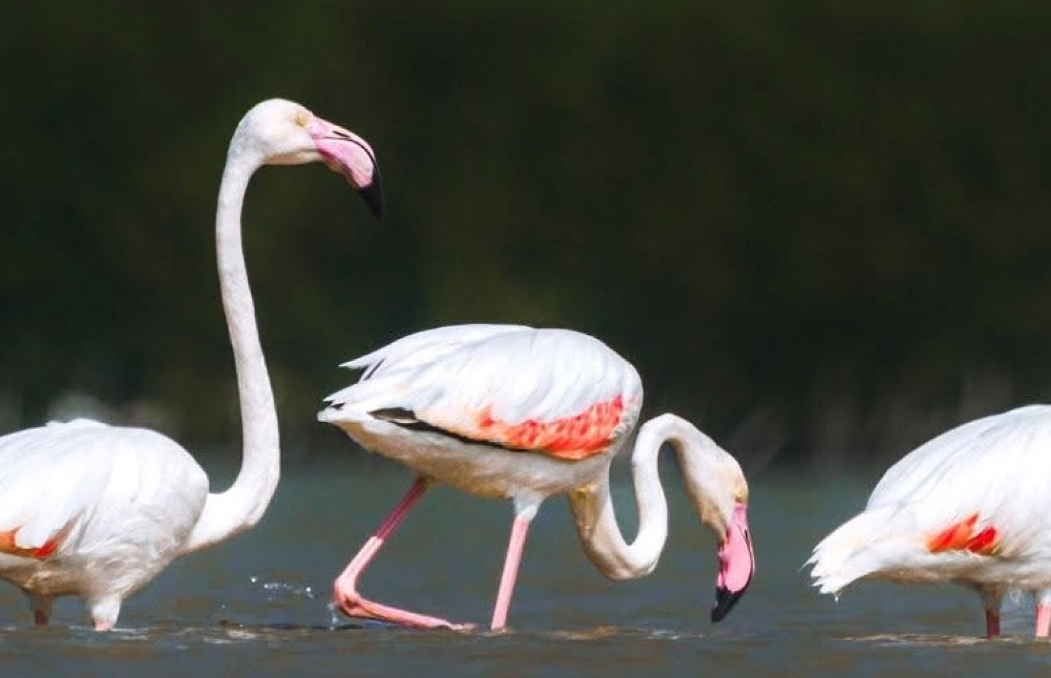 ކުޅުދުއްފުށީ ކުޅިއަށް މިއަދު ޒިޔާރަތް ކުރި ފްލެމިންގޯތައް: ސޯޝަލް މީޑިއާގައި ފޮޓޯތަކަށް ވަނީ ސަމާލުކަން ލިބިފައި - ފޮޓޯ: ހައީ ރަޝީދު / ފޭސްބުކް