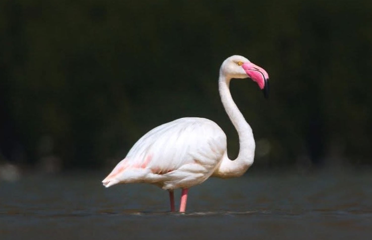 ކުޅުދުއްފުށީ ކުޅިއަށް މިއަދު ޒިޔާރަތް ކުރި ފްލެމިންގޯތައް: ސޯޝަލް މީޑިއާގައި ފޮޓޯތަކަށް ވަނީ ސަމާލުކަން ލިބިފައި - ފޮޓޯ: ހައީ ރަޝީދު / ފޭސްބުކް