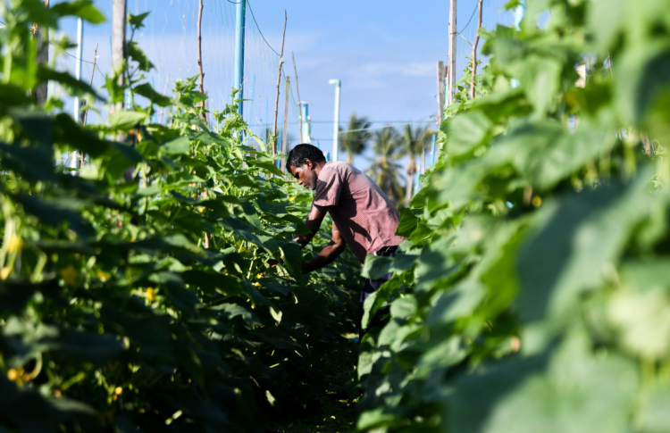 Scholarships offered for overseas studies in fisheries, mariculture