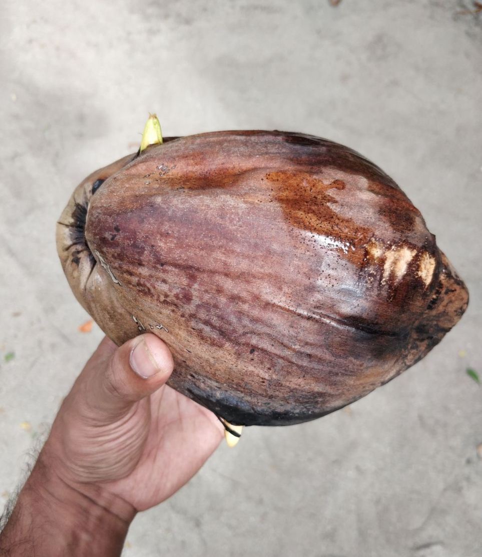 އިނގިރޭސި ސަފީރު ކެރޮންއަށް ހަދިޔާއަކަށް ލިބުނު ކާށި.-- ފޮޓޯ: ކެރޮން / އެކްސް