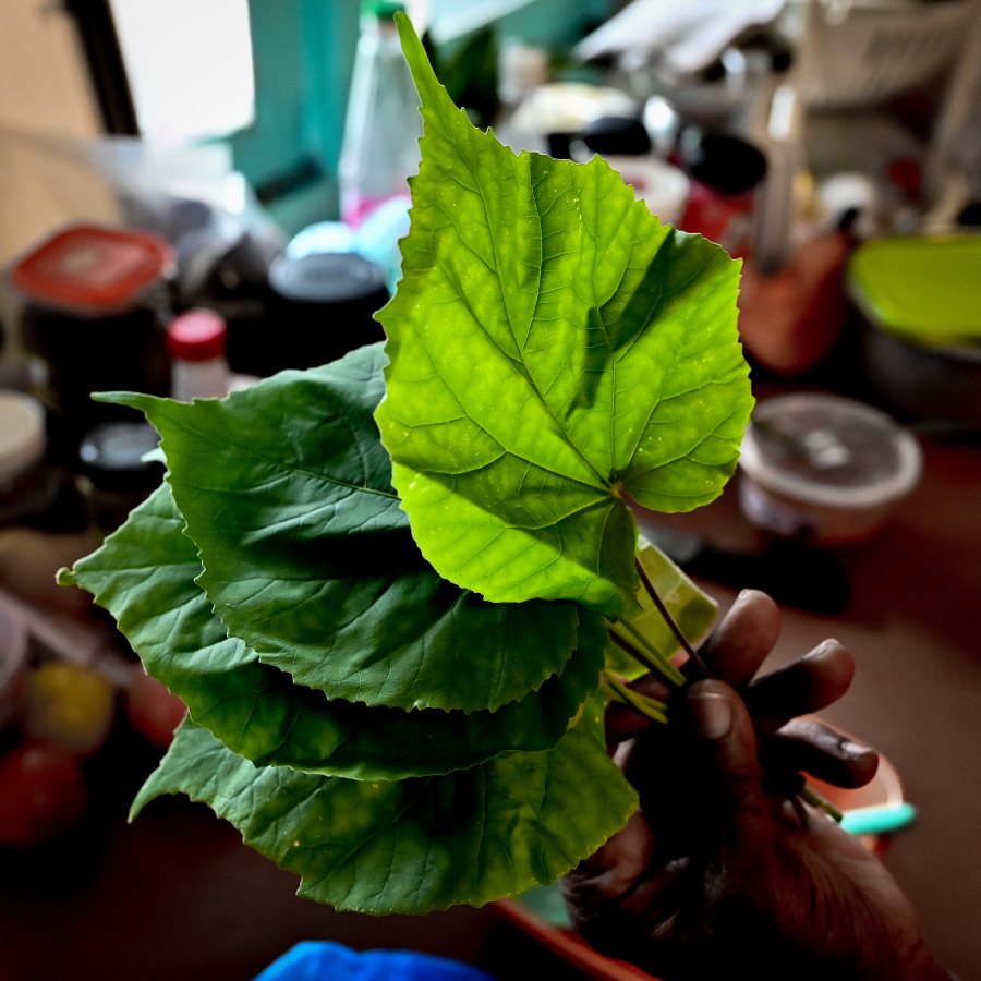 އައްތަ ޕާޕަރު ތައްޔާރުކުރާ މާބުޅާ ފަތް. --- މިހާރު ފޮޓޯ: ނިޝާން އަލީ