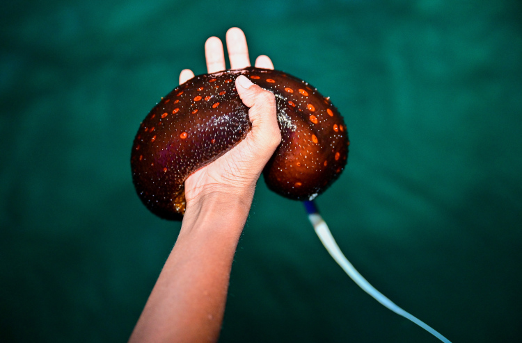 Fuluhun huifilanda neelamugai vikkanee