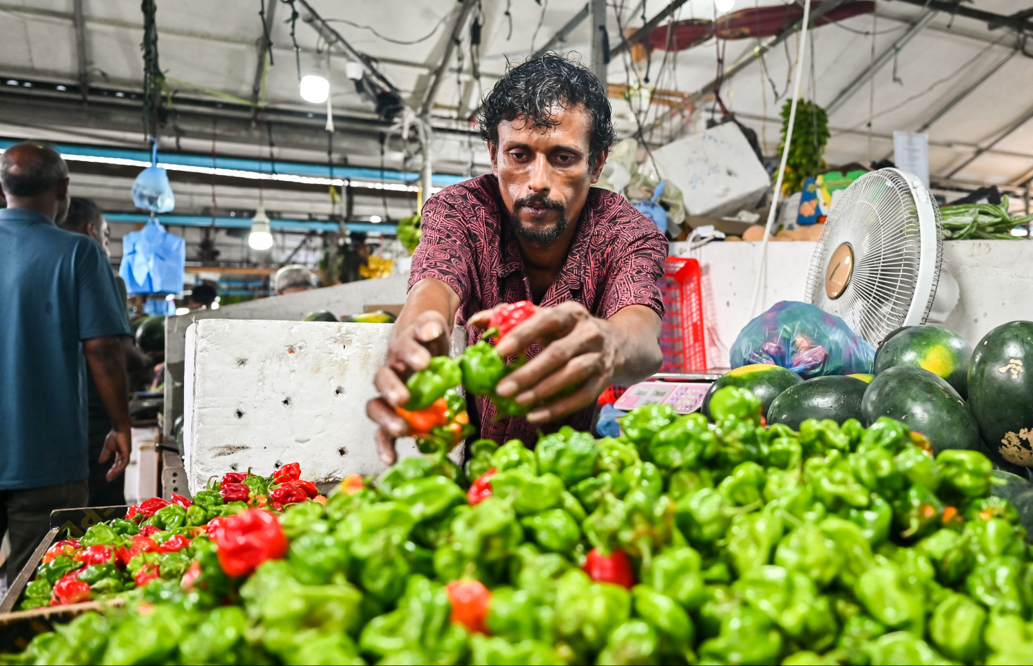 މާރުކޭޓުގައި މިރުސް ވިއްކަނީ: މިރުސް ކިލޯއެއް އުޅެނީ 200ރ. އަށް -- ފޮޓޯ: ފަޔާޒް މޫސާ / މިހާރު