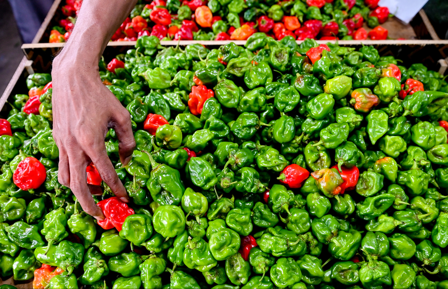 މާރުކޭޓުގައި ގޮޅިއެއްގައި ވިއްކާ މިރުސްތަކެއް -- ފޮޓޯ: ނިޝާން އަލީ / މިހާރު