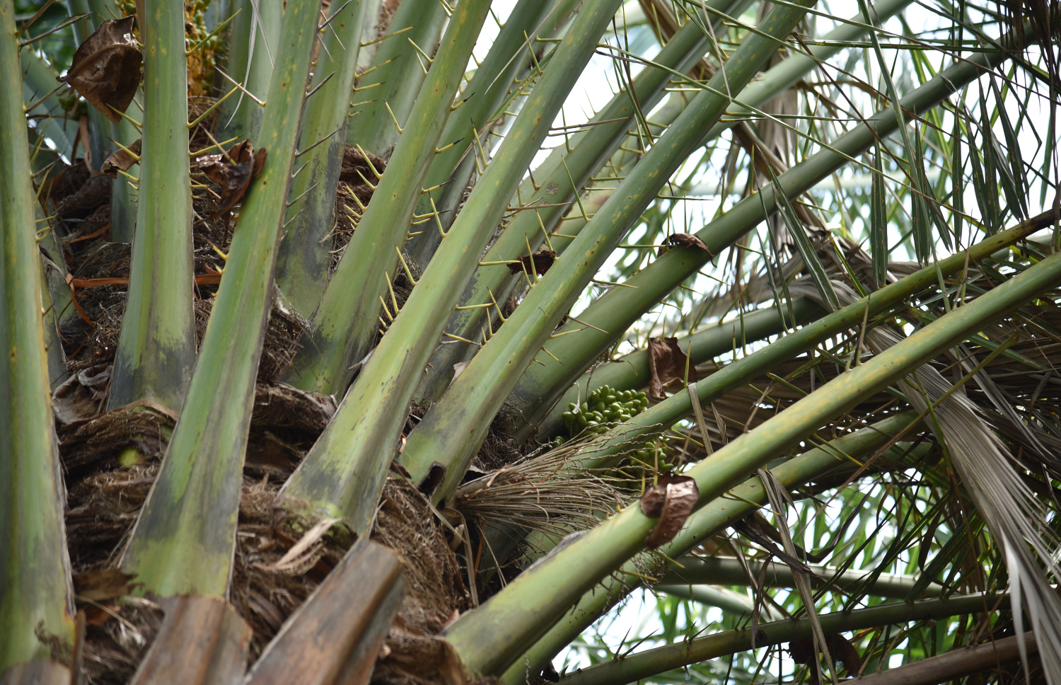 ތުޅާދޫ ގެ ކަދުރު ރުއްތައް. -- ފޮޓޯ: ސަނާހު އަބްދުލްރަހީމް