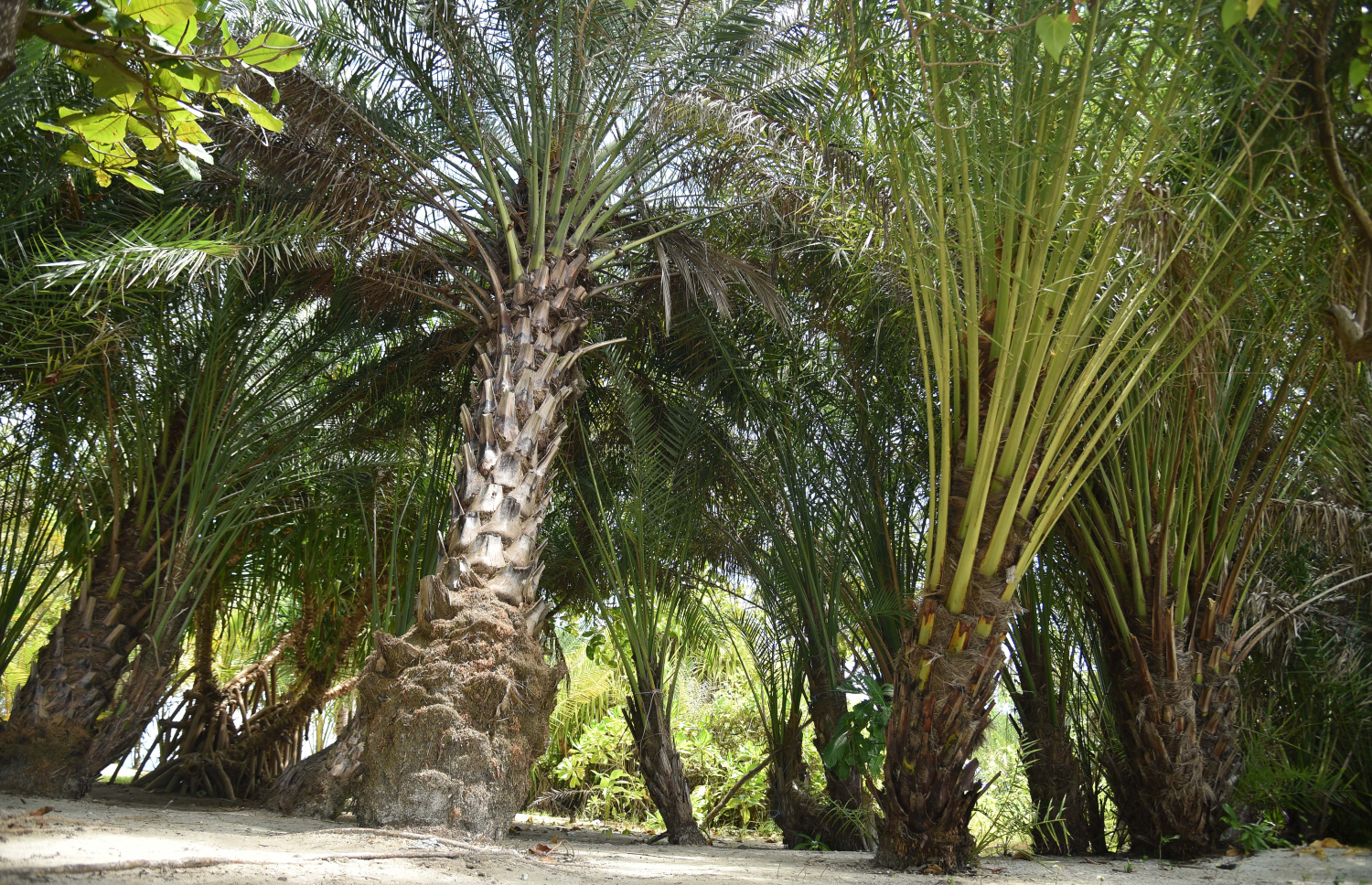 ތުޅާދޫގެ ކަދުރު ދަނޑު ހެދިފައ ހުންނަތާ 11 އަހަރު ވެދާނެ ކަމަށް އެ ރަށު ކައުންސިލުން ބުނޭ. -- ފޮޓޯ: ސަނާހު އަބްދުލްރަހީމް