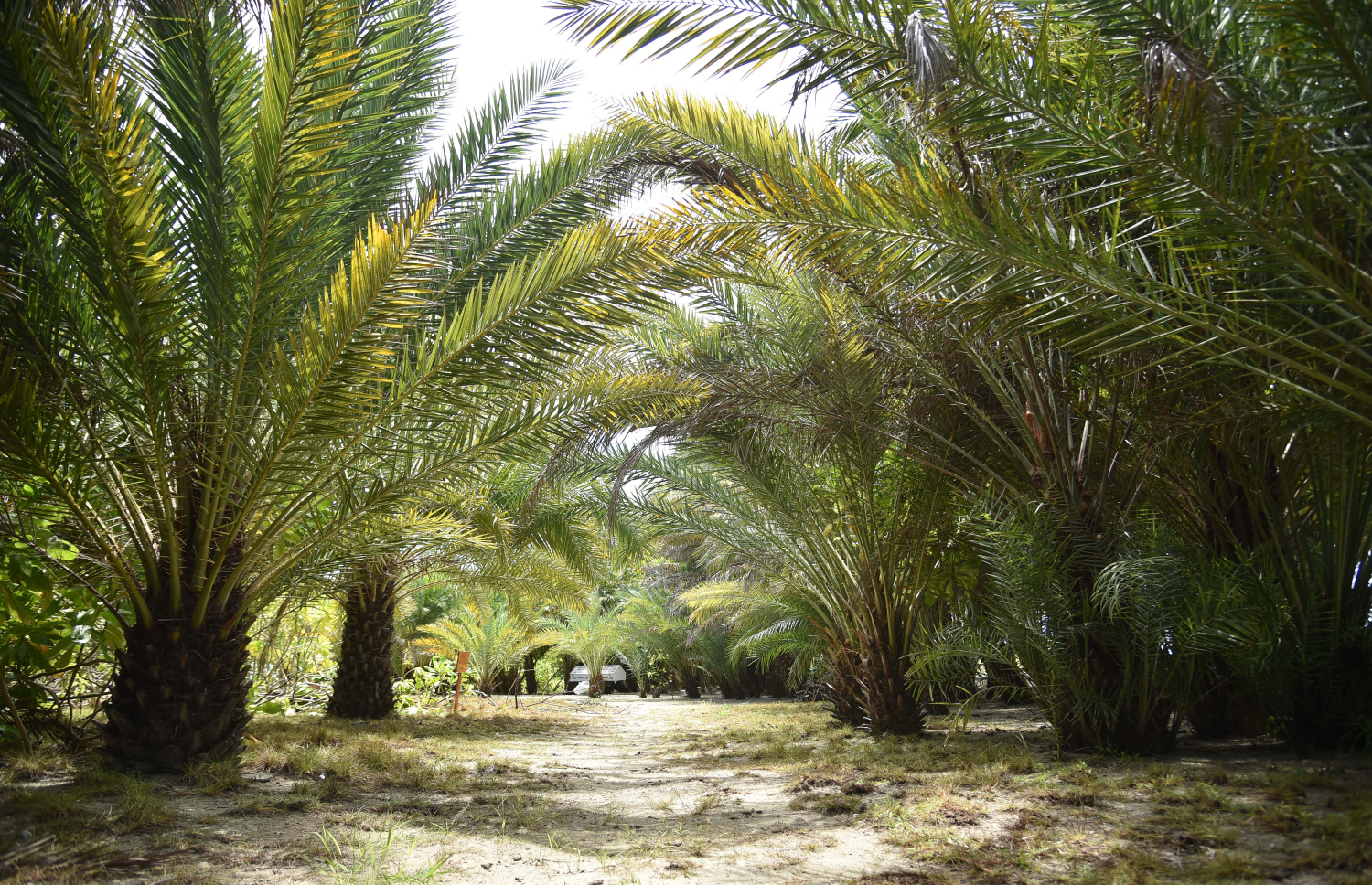 ތުޅާދޫގެ ކަދުރު ރުއްތައް. -- ފޮޓޯ: ސަނާހު އަބްދުލްރަހީމް