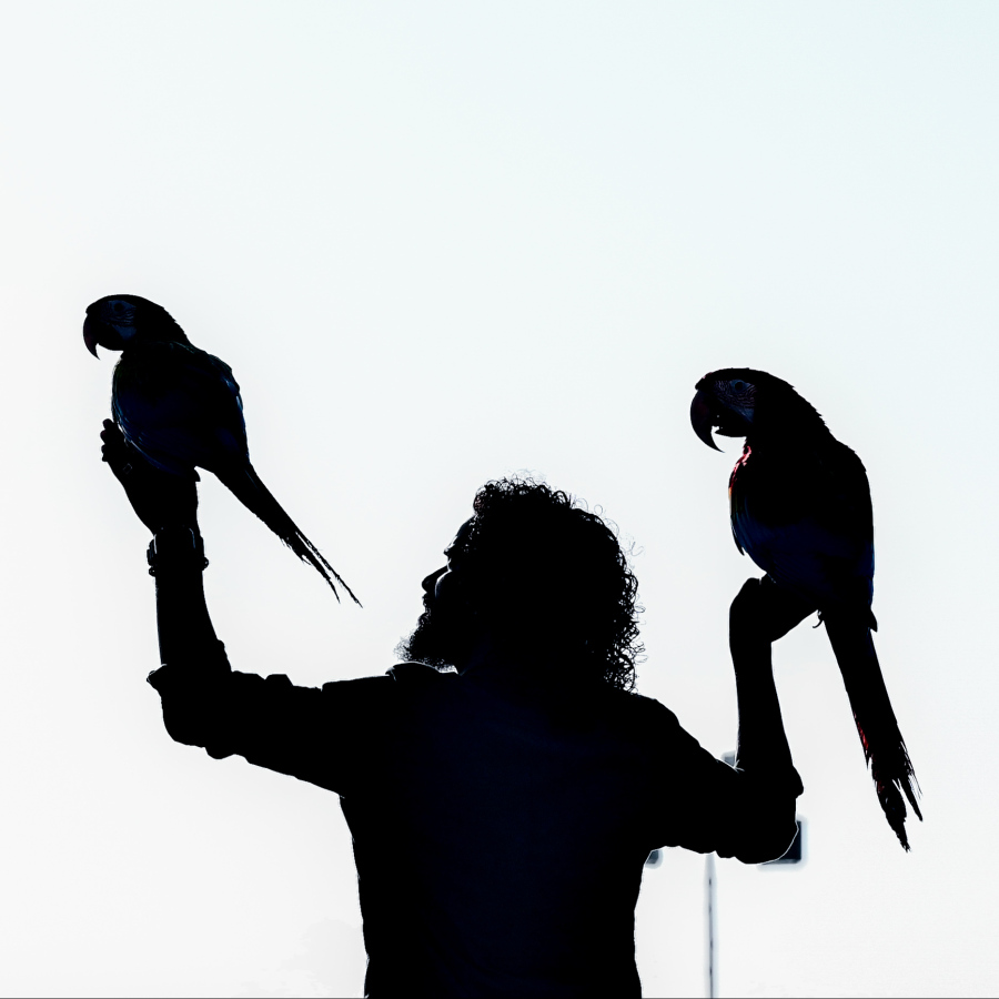 ގުރާ ގެންގުޅުމަށް ލޯބިކުރާ ޒުވާނަކު "މަކާއޯ" އެއް އުދުއްސާލަނީ.---ފޮޓޯ: ނިޝާން އަލީ | މިހާރު