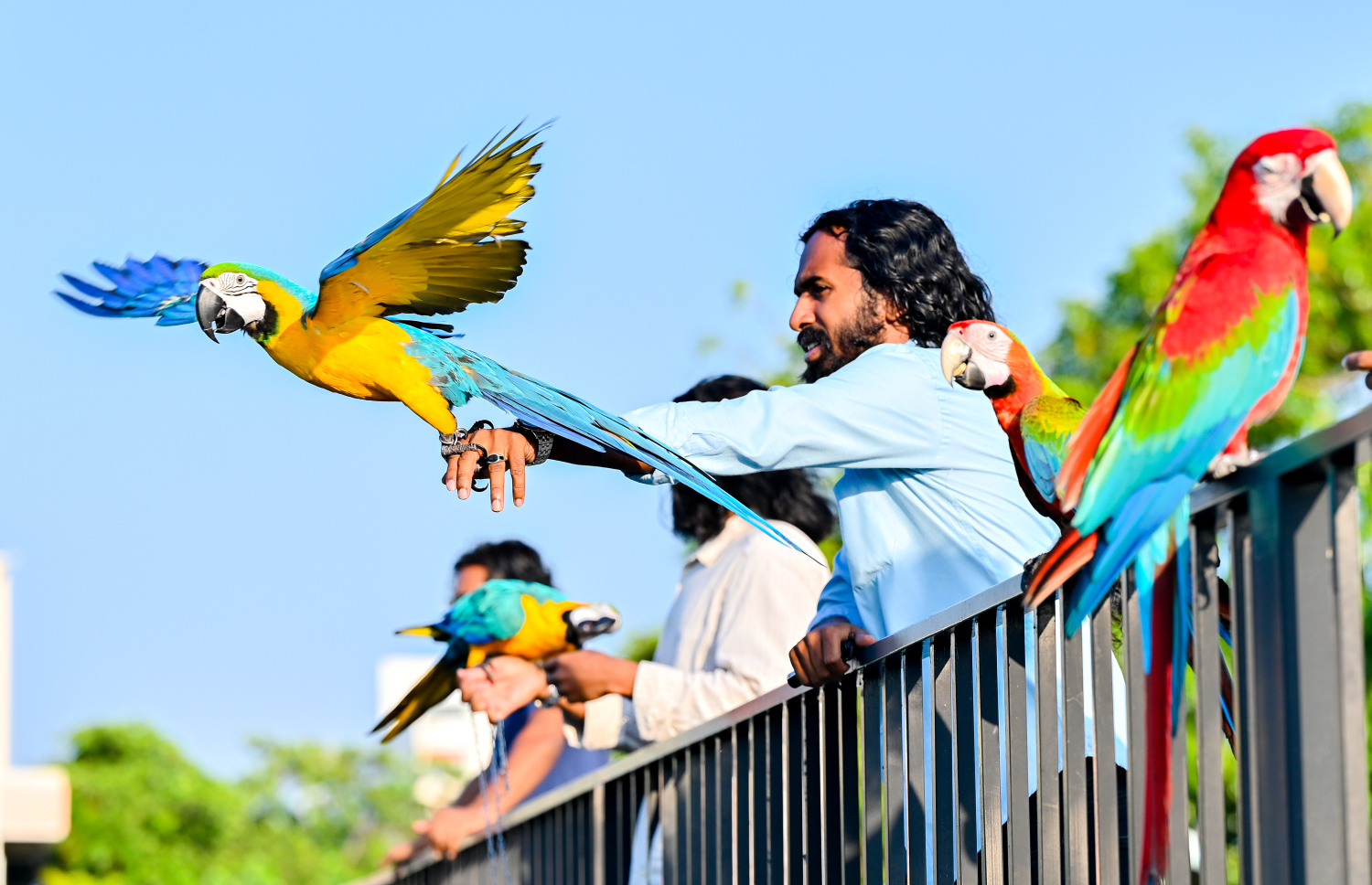 ގުރާ ގެންގުޅުމަށް ލޯބިކުރާ ޒުވާނަކު "މަކާއޯ" އެއް އުދުއްސާލަނީ.---ފޮޓޯ: ނިޝާން އަލީ | މިހާރު