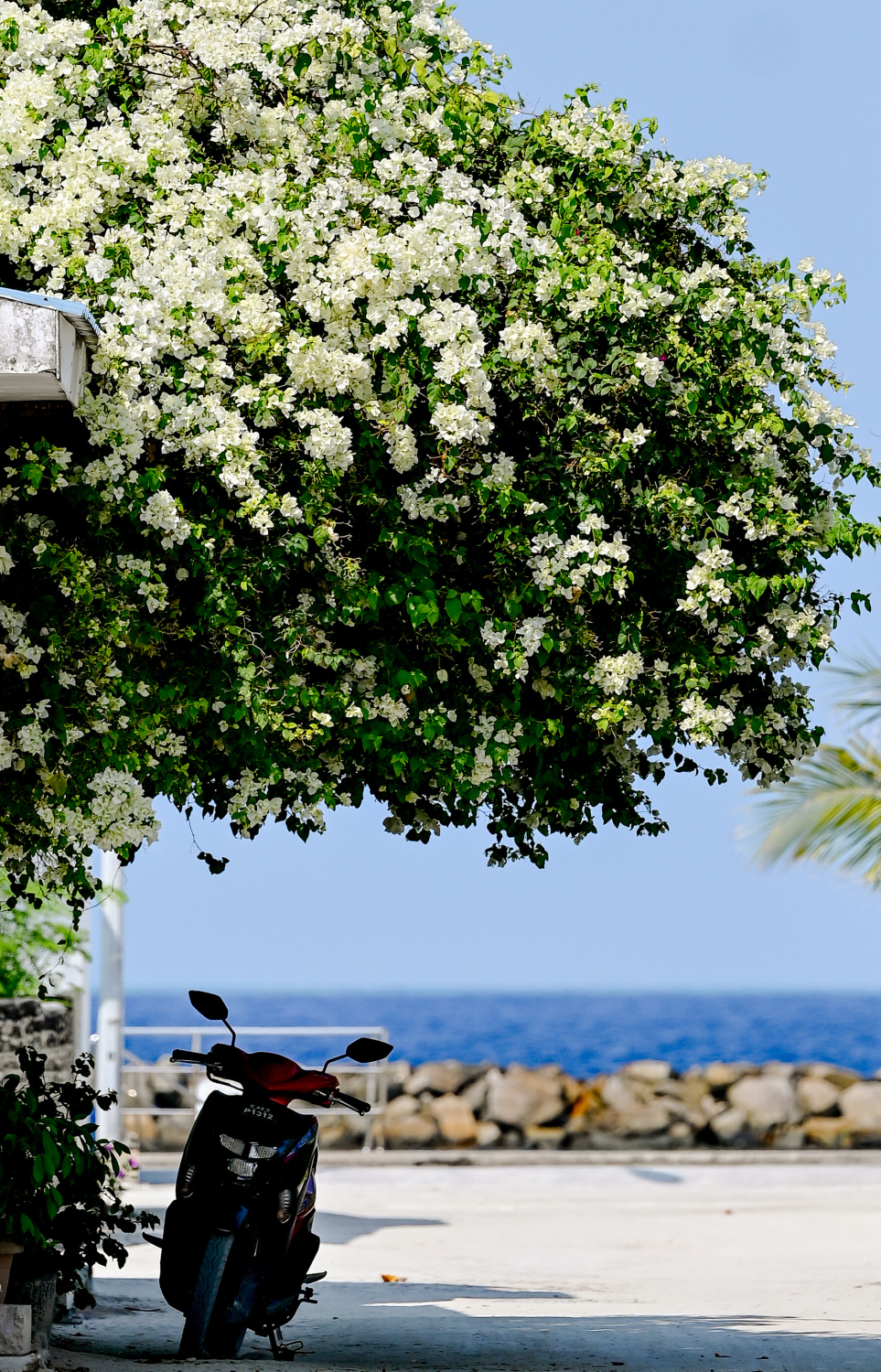 ދަރަވަންދޫގެ ގެއެއްގައި ބޯގަންވިލާ ހައްދާފައި. މިއީ މި ރަށުގެ މަގުތަކުން ފެންނަ އެންމެ ހިތްގައިމު މަންޒަރު. ކޮންމެ މަގަކުންވެސް ފެންނަނީ އެކި ކުލަކުލައިގެ ރީތި ބޯގަންވިލާ މާ ކޯޅިތައް.-- ފޮޓޯ: ނިޝާން އަލީ | މިހާރު