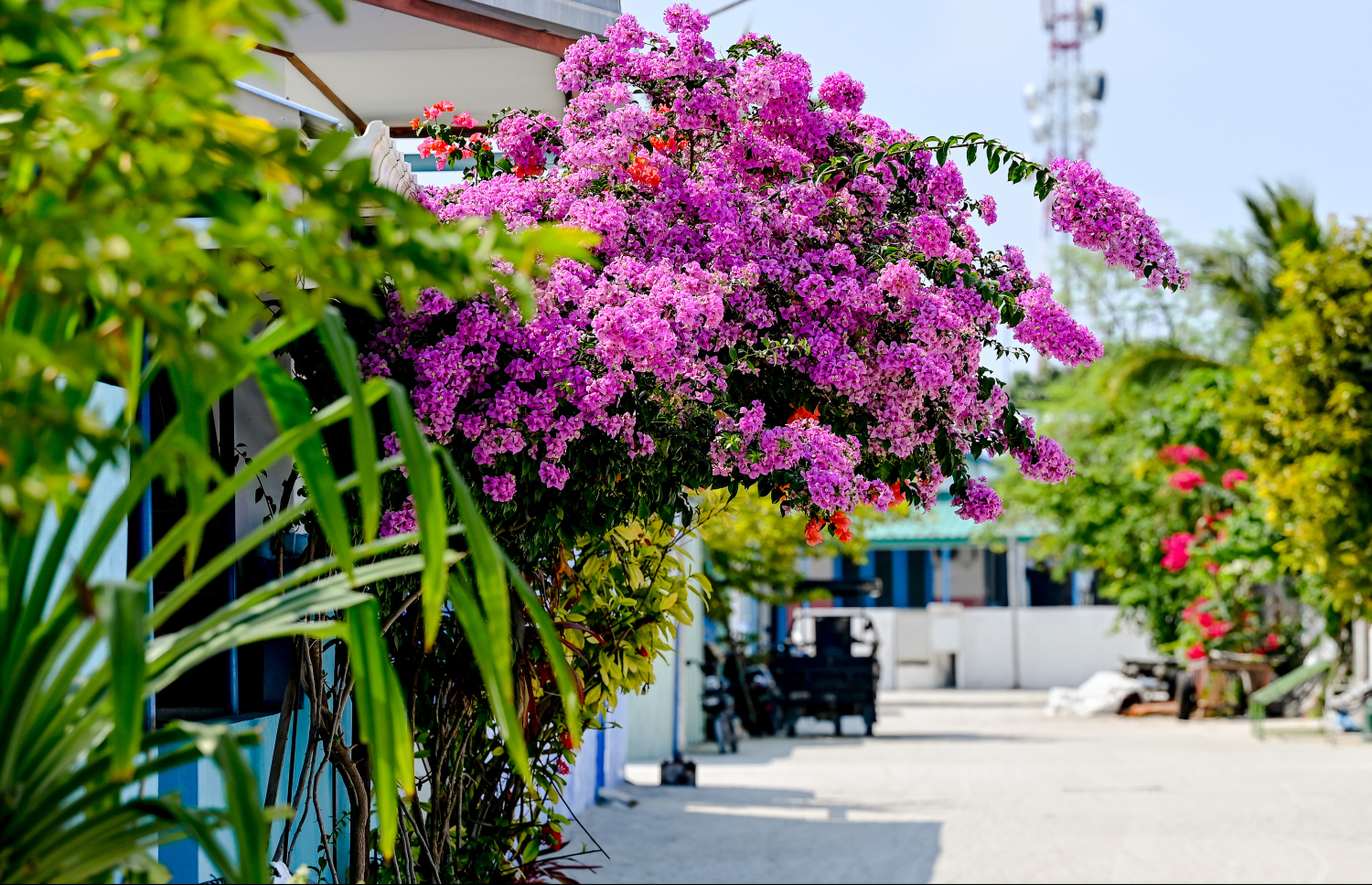 ދަރަވަންދޫގެ ގެއެއްގެ ދޮރުމައްޗަށް ވާގޮތަށް ބޯގަންވިލާ ހައްދާފައި. ގިނަ ގޭގޭގެ ވަށާފާރު މަތިން ބޭރަށް ނުކުމެފައި ހުންނަ މި މާ ކޯލޅިތައް އެކުއެކީ ފެންނައިރު ވަރާށް ޗާލު.-- ފޮޓޯ: ނިޝާން އަލީ | މިހާރު