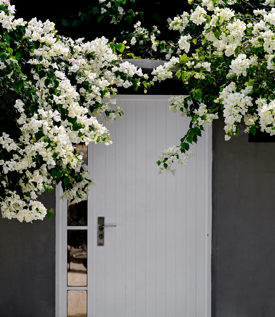 ދަރަވަންދޫގެ ގެއެއްގެ ދޮރުމައްޗަށް ވާގޮތަށް ބޯގަންވިލާ ހައްދާފައި. ގިނަ ގޭގޭގެ ވަށާފާރު މަތިން ބޭރަށް ނުކުމެފައި ހުންނަ މި މާ ކޯލޅިތައް އެކުއެކީ ފެންނައިރު ވަރާށް ޗާލު.-- ފޮޓޯ: ނިޝާން އަލީ | މިހާރު