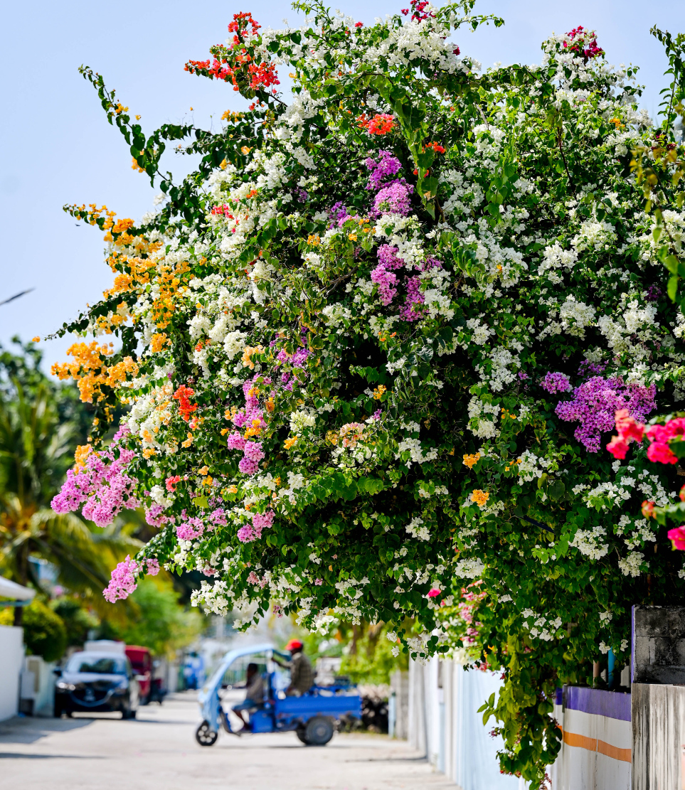 ދަރަވަންދޫގެ ގެއެއްގައި ބޯގަންވިލާ ހައްދާފައި. މިއީ މި ރަށުގެ މަގުތަކުން ފެންނަ އެންމެ ހިތްގައިމު މަންޒަރު. ކޮންމެ މަގަކުންވެސް ފެންނަނީ އެކި ކުލަކުލައިގެ ރީތި ބޯގަންވިލާ މާ ކޯޅިތައް.-- ފޮޓޯ: ނިޝާން އަލީ | މިހާރު