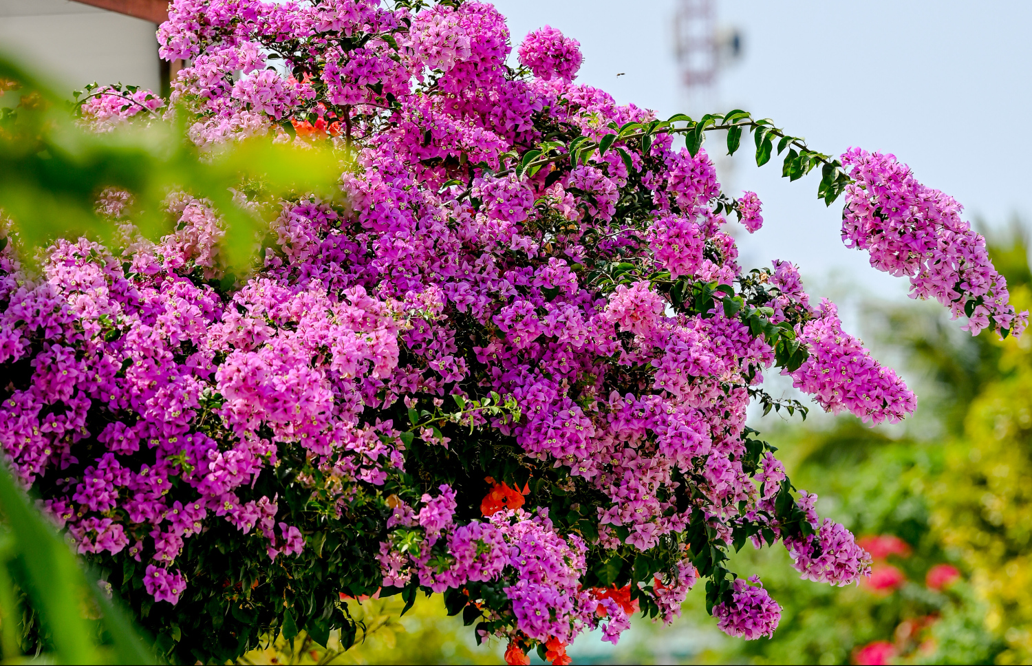 ދަރަވަންދޫގެ ގެއެއްގައި ބޯގަންވިލާ ހައްދާފައި. މިއީ މި ރަށުގެ މަގުތަކުން ފެންނަ އެންމެ ހިތްގައިމު މަންޒަރު. ކޮންމެ މަގަކުންވެސް ފެންނަނީ އެކި ކުލަކުލައިގެ ރީތި ބޯގަންވިލާ މާ ކޯޅިތައް.-- ފޮޓޯ: ނިޝާން އަލީ | މިހާރު