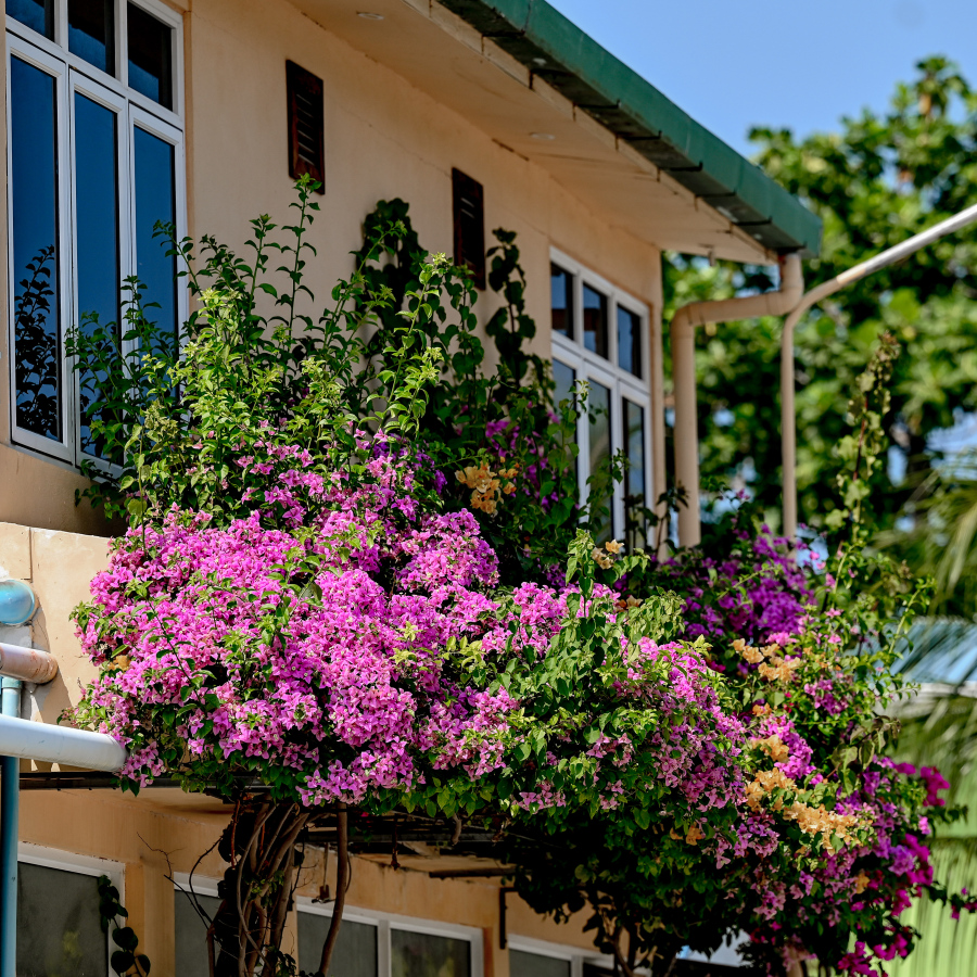 ދަރަވަންދޫގެ ގެއެއްގެ ބެލްކަނީގައި ބޯގަންވިލާ ހައްދާފައި. މިއީ މި ރަށުގެ މަގުތަކުން ފެންނަ އެންމެ ހިތްގައިމު މަންޒަރު. ކޮންމެ މަގަކުންވެސް ފެންނަނީ އެކި ކުލަކުލައިގެ ރީތި ބޯގަންވިލާ މާ ކޯޅިތައް.-- ފޮޓޯ: ނިޝާން އަލީ | މިހާރު