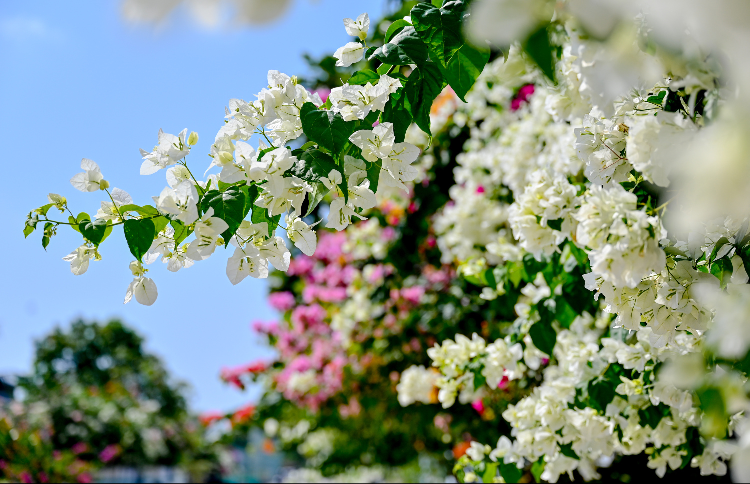 މި ރަށުގައި އެންމެ ގިނައިން ފެންނަނީ ހުދުކުލައިގެ ބޯގަންވިލާ އެވެ. ހުދު ބޯގަންވިލާތައް ގިނަވެ, ހެދެމުންދާލެއް ރީތިކަމުން އަތޮޅުގެ ކައިރި އެހެން ބައެއް ރަށްރަށަށްވެސް ހުދު ބޯގަންވިލާ ގަސްތަކާއި ކުރި ވަނީ ގެންގޮސްފައި.-- ފޮޓޯ: ނިޝާން އަލީ | މިހާރު