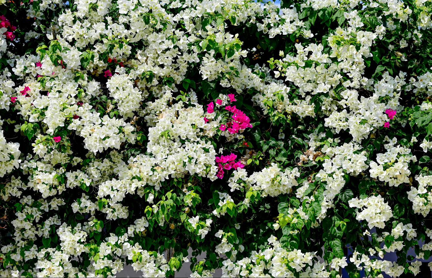 މި ރަށުގައި އެންމެ ގިނައިން ފެންނަނީ ހުދުކުލައިގެ ބޯގަންވިލާ އެވެ. ހުދު ބޯގަންވިލާތައް ގިނަވެ, ހެދެމުންދާލެއް ރީތިކަމުން އަތޮޅުގެ ކައިރި އެހެން ބައެއް ރަށްރަށަށްވެސް ހުދު ބޯގަންވިލާ ގަސްތަކާއި ކުރި ވަނީ ގެންގޮސްފައި.-- ފޮޓޯ: ނިޝާން އަލީ | މިހާރު