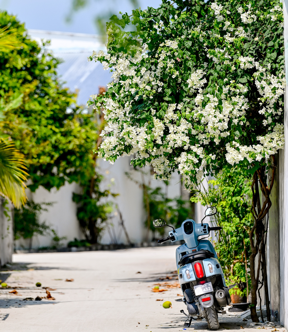 ދަރަވަންދޫގެ ގެއެއްގައި ބޯގަންވިލާ ހައްދާފައި. މިއީ މި ރަށުގެ މަގުތަކުން ފެންނަ އެންމެ ހިތްގައިމު މަންޒަރު. ކޮންމެ މަގަކުންވެސް ފެންނަނީ އެކި ކުލަކުލައިގެ ރީތި ބޯގަންވިލާ މާ ކޯޅިތައް.-- ފޮޓޯ: ނިޝާން އަލީ | މިހާރު