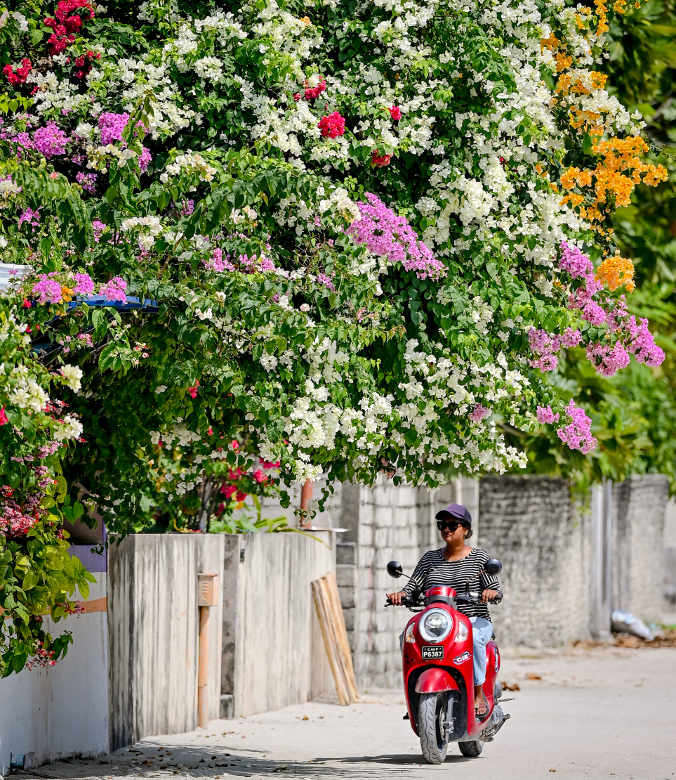 ދަރަވަންދޫގެ ގެއެއްގައި ބޯގަންވިލާ ހައްދާފައި. މިއީ މި ރަށުގެ މަގުތަކުން ފެންނަ އެންމެ ހިތްގައިމު މަންޒަރު. ކޮންމެ މަގަކުންވެސް ފެންނަނީ އެކި ކުލަކުލައިގެ ރީތި ބޯގަންވިލާ މާ ކޯޅިތައް.-- ފޮޓޯ: ނިޝާން އަލީ | މިހާރު